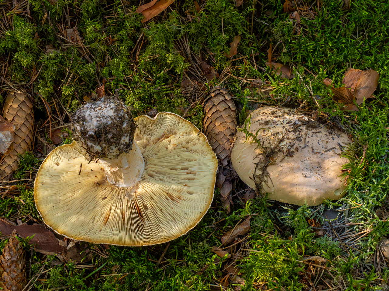 leucopaxillus-tricolor_1-2