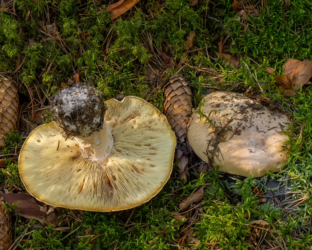 leucopaxillus-tricolor_1-2