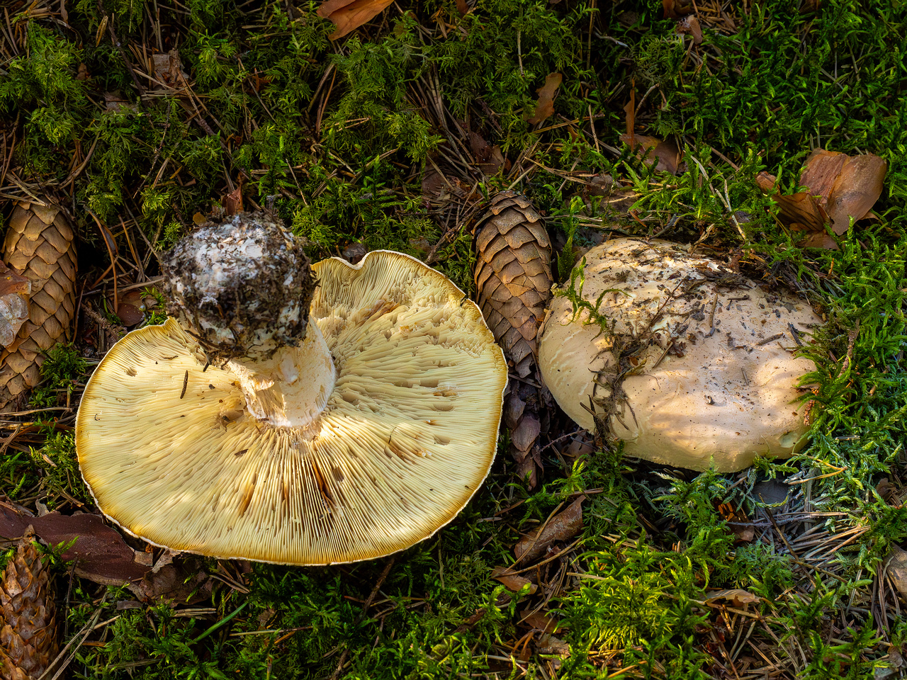 leucopaxillus-tricolor_1-3