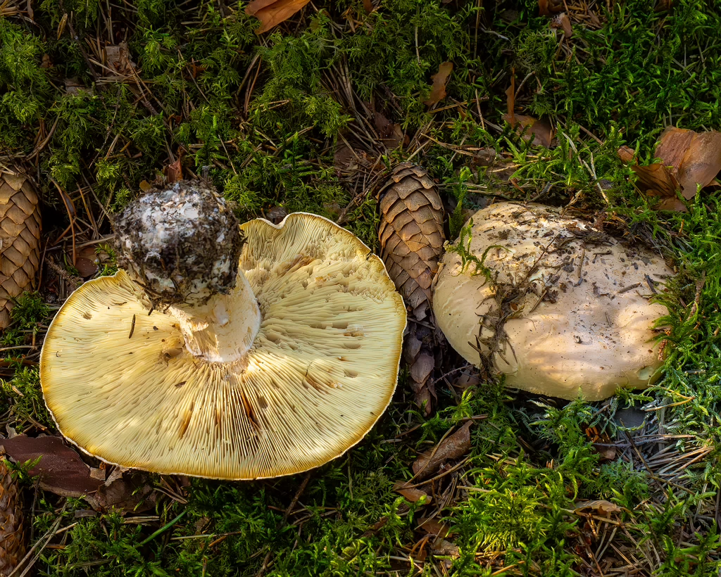 leucopaxillus-tricolor_1-3