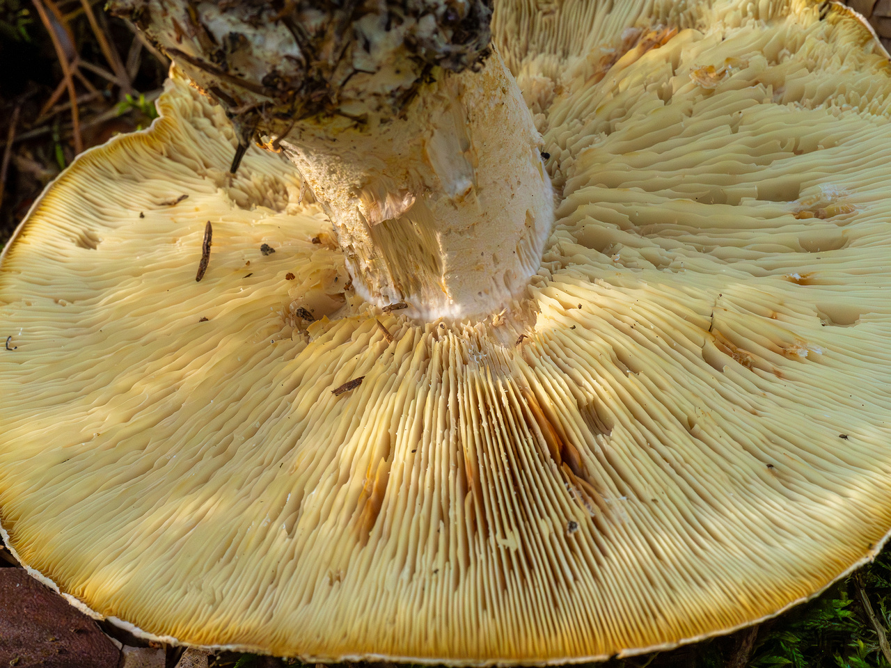 leucopaxillus-tricolor_1-5