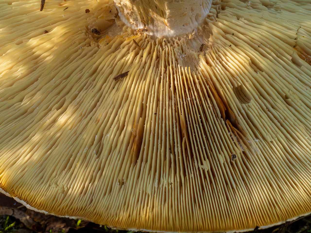 leucopaxillus-tricolor_1-6