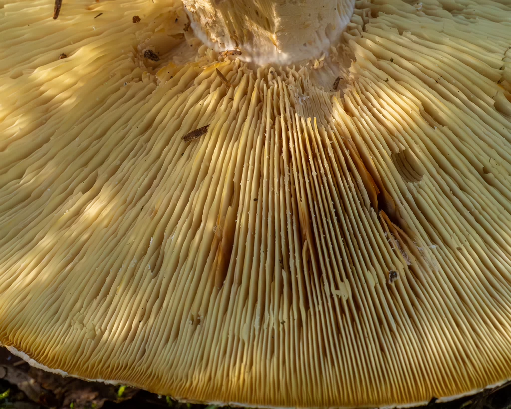 leucopaxillus-tricolor_1-6