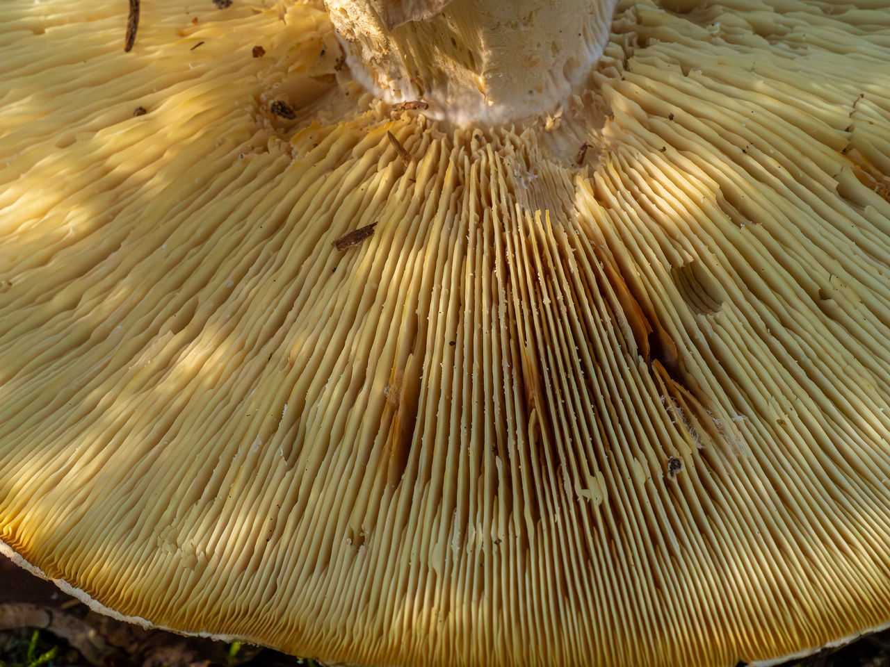 leucopaxillus-tricolor_1-7