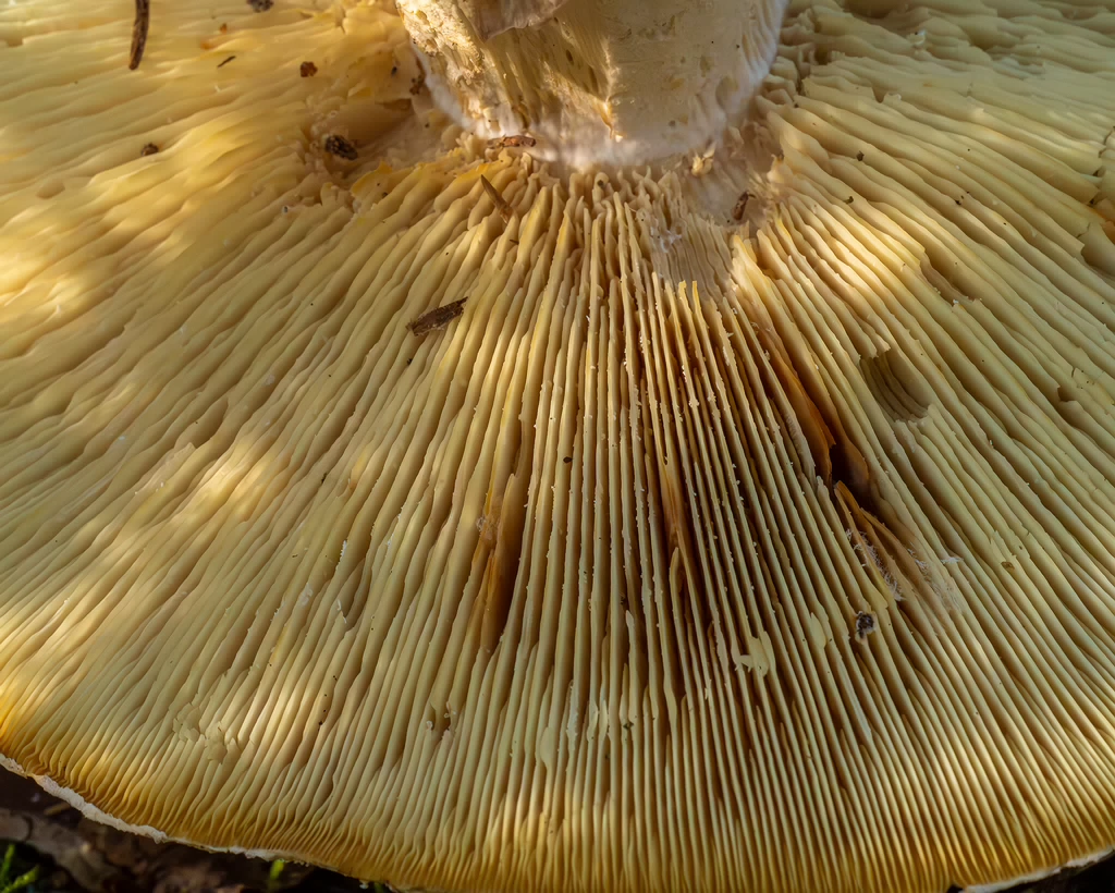 leucopaxillus-tricolor_1-7