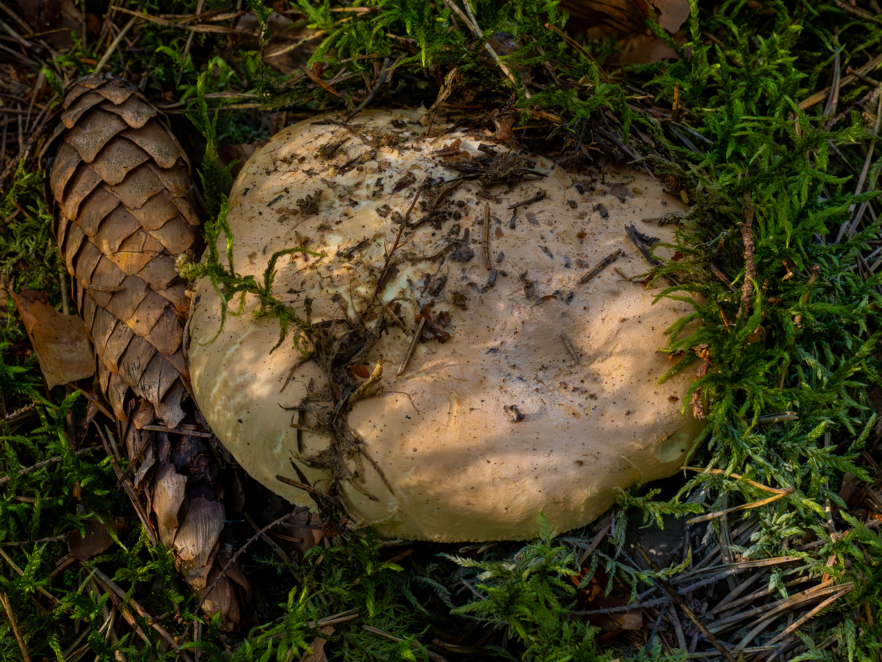 leucopaxillus-tricolor_1-8