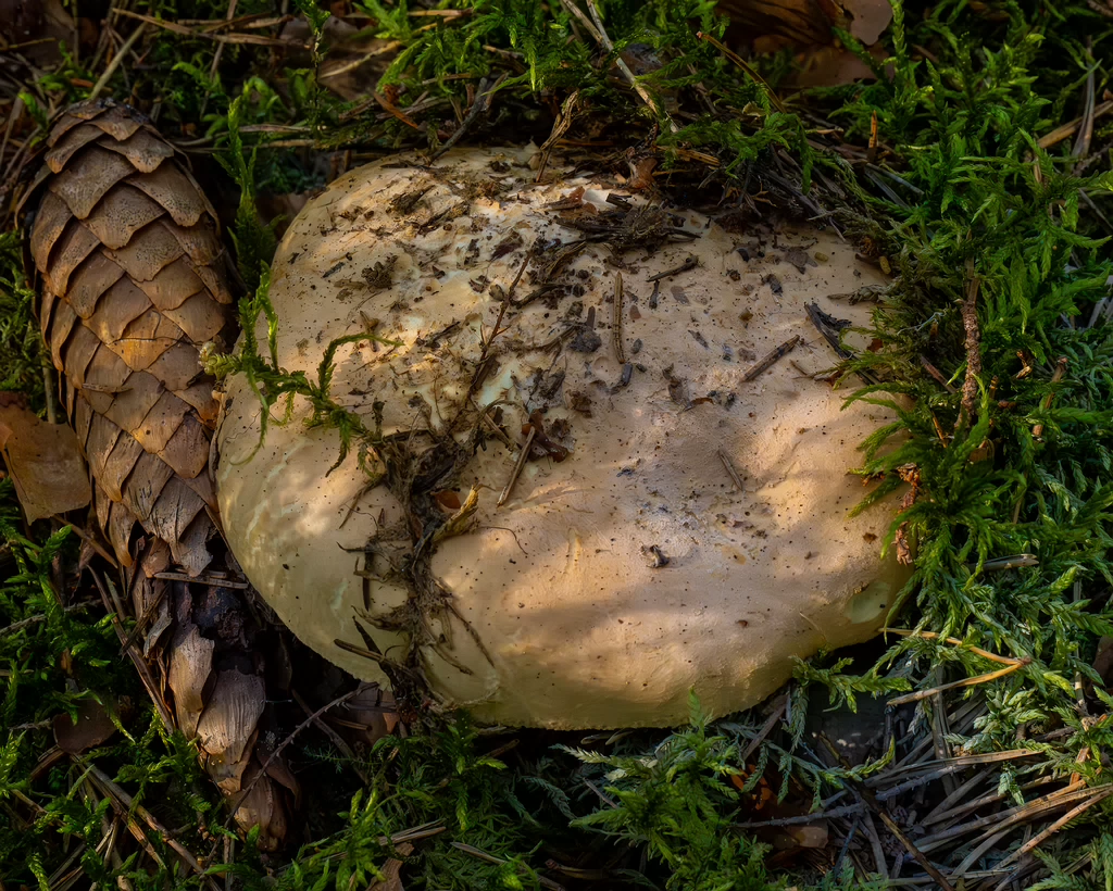 leucopaxillus-tricolor_1-8