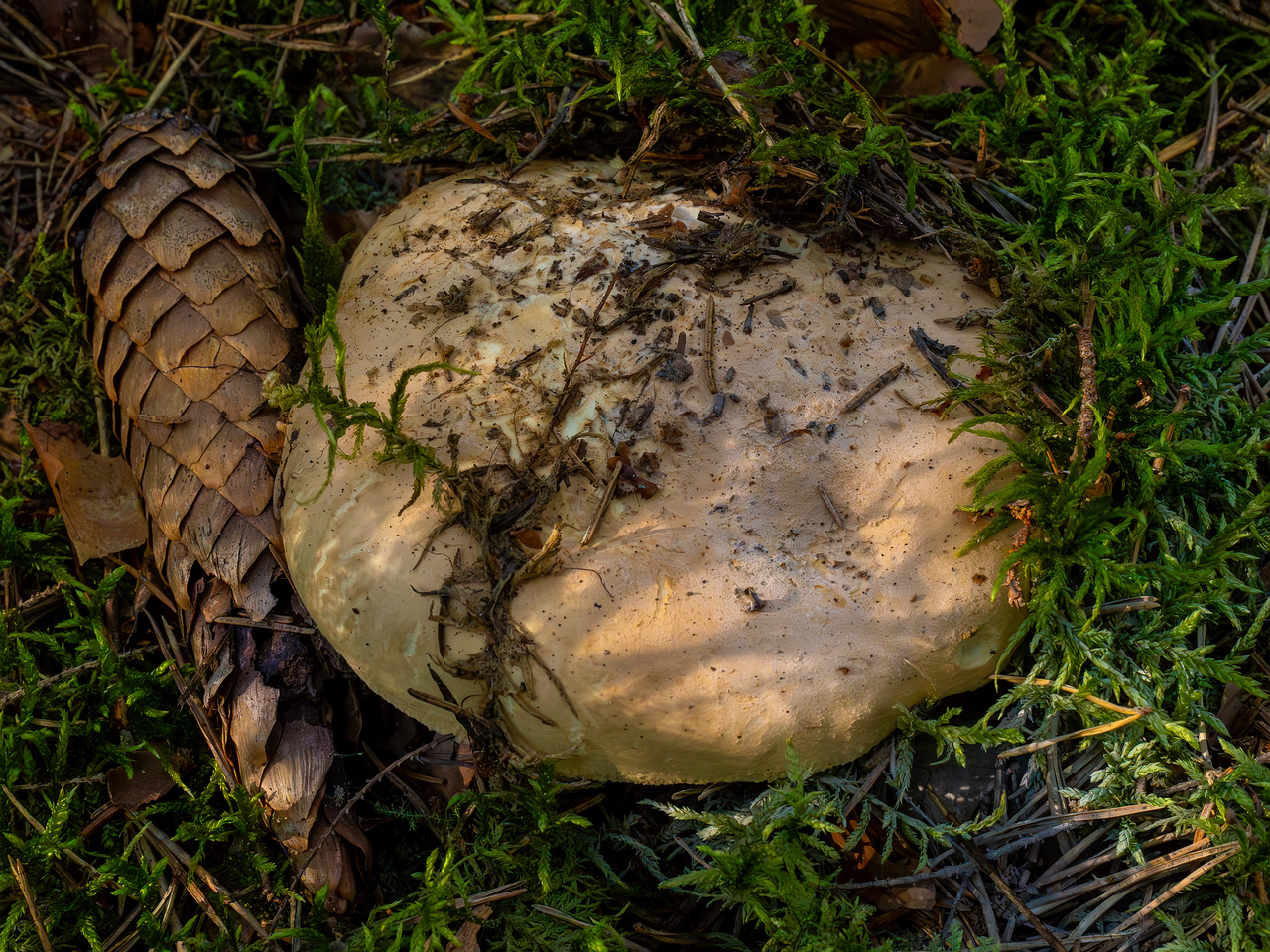 leucopaxillus-tricolor_1-9