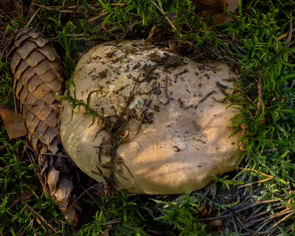 leucopaxillus-tricolor_1-9