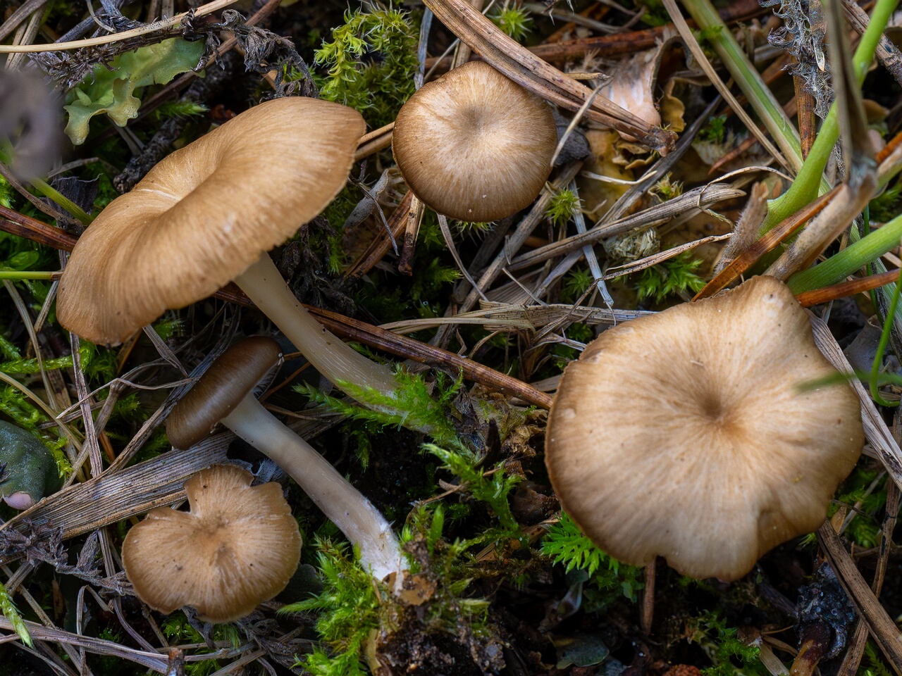 Gamundia striatula _2026-09-22_1-1