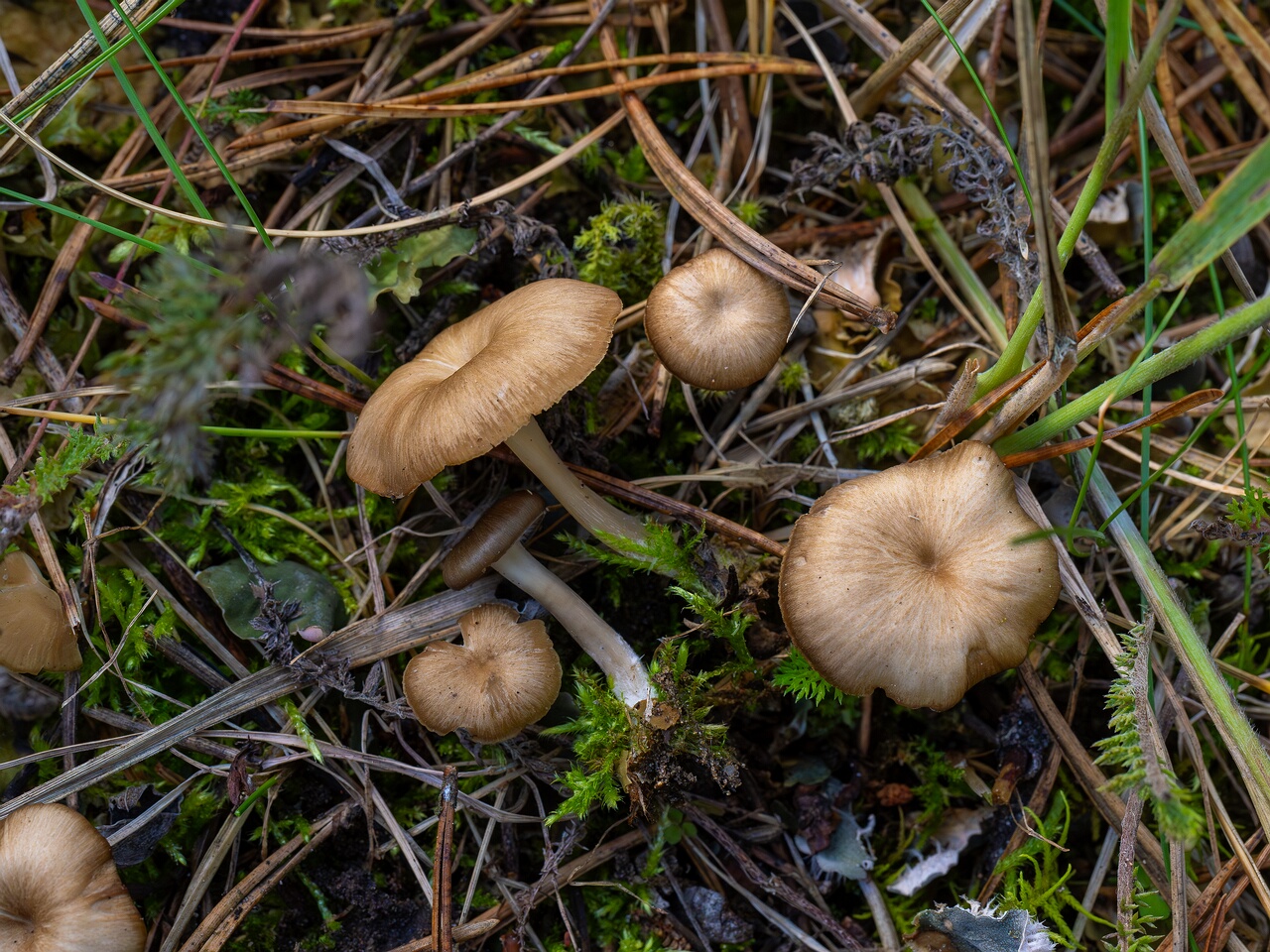Gamundia striatula _2026-09-22_1-2