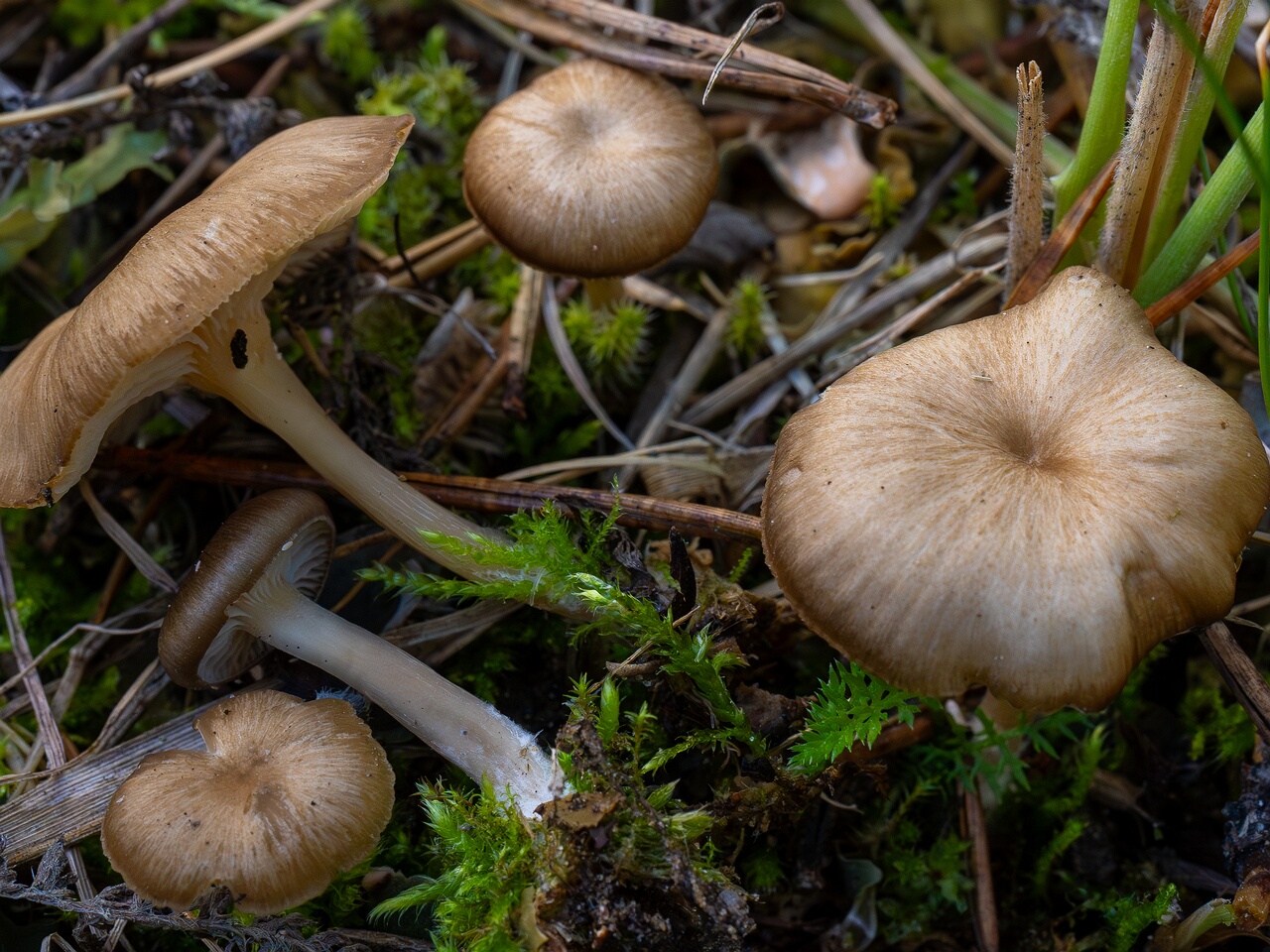Gamundia striatula _2026-09-22_1-3