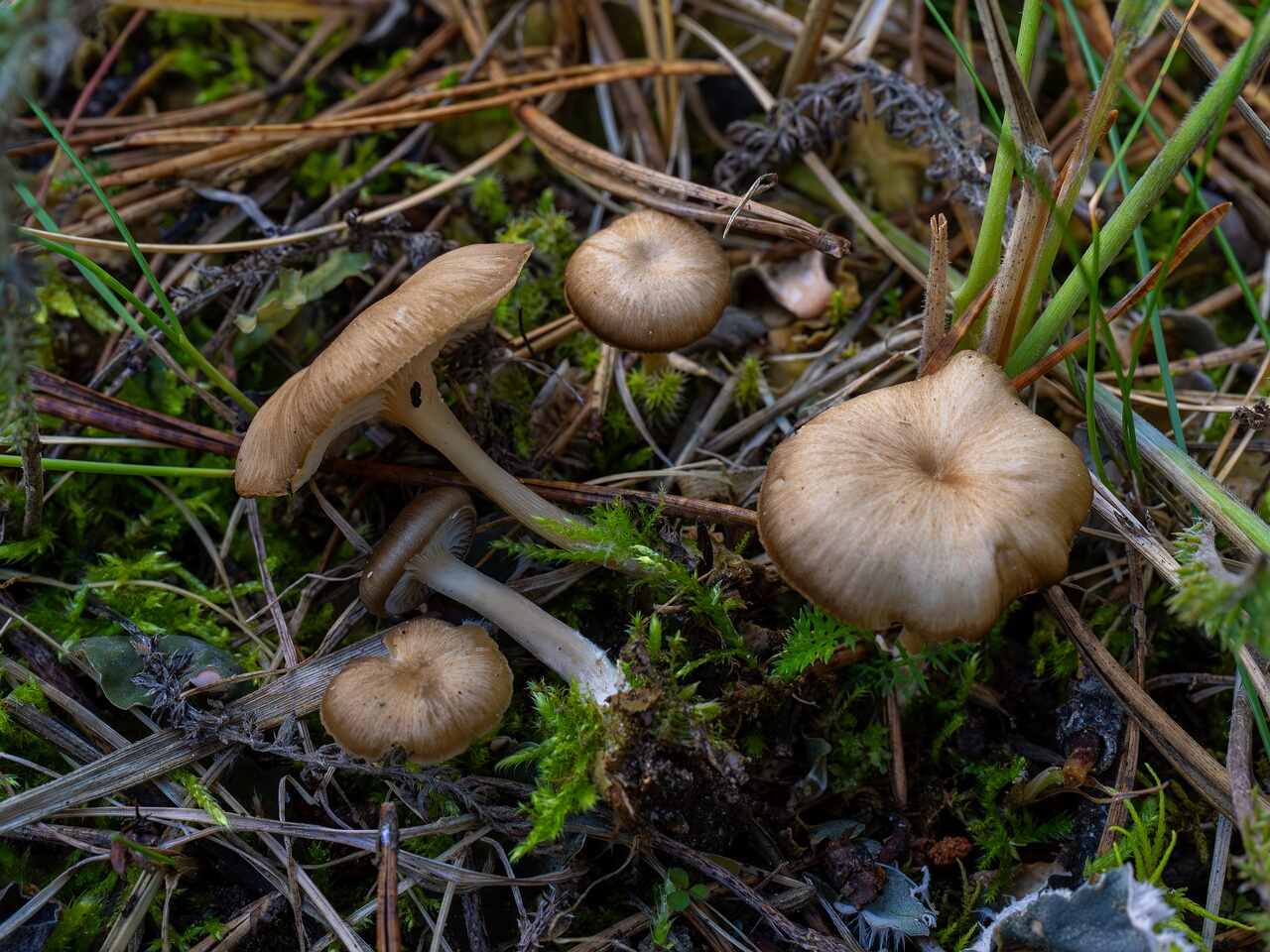 Gamundia striatula _2026-09-22_1-4