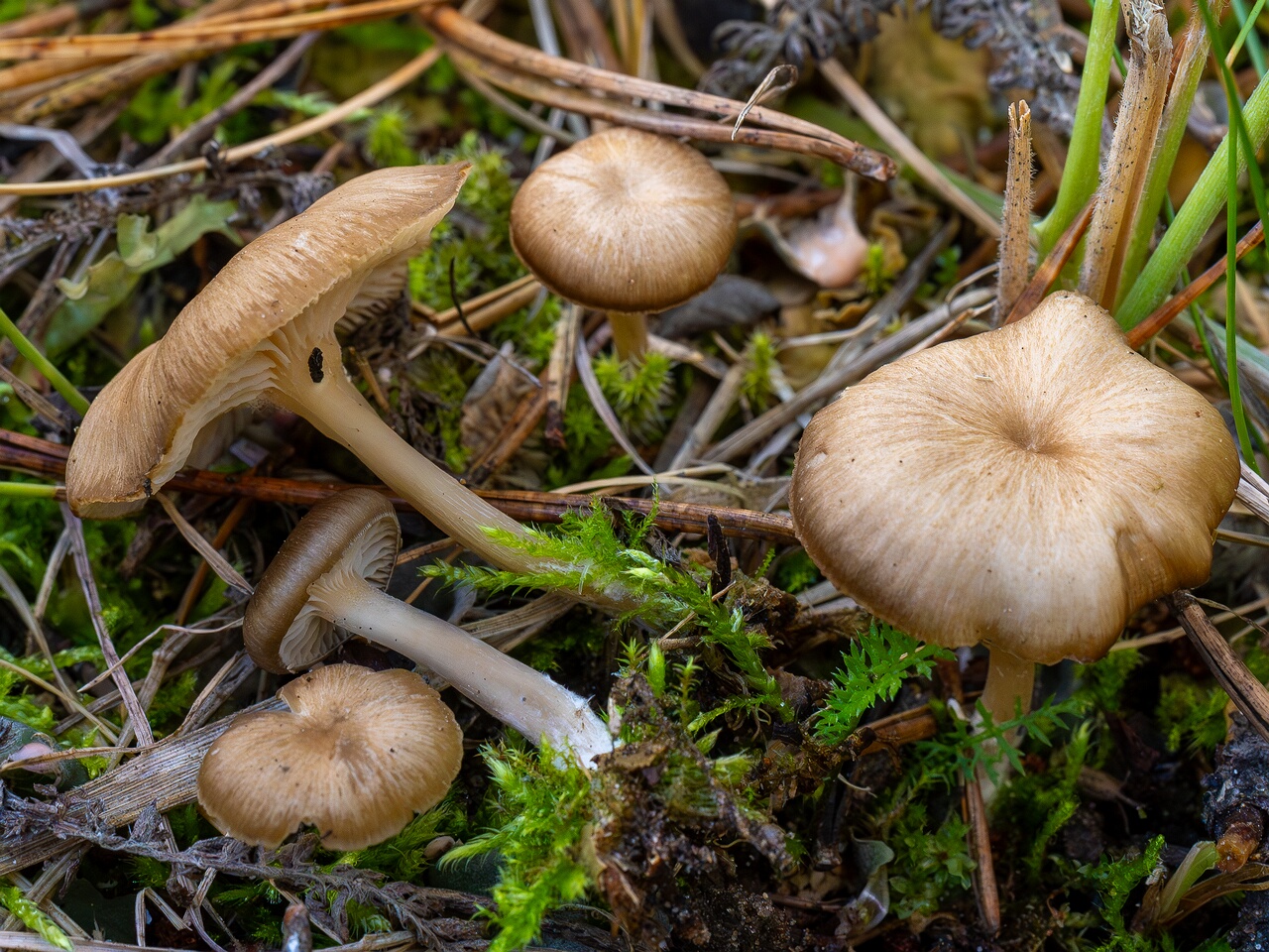 Gamundia striatula _2026-09-22_1-5