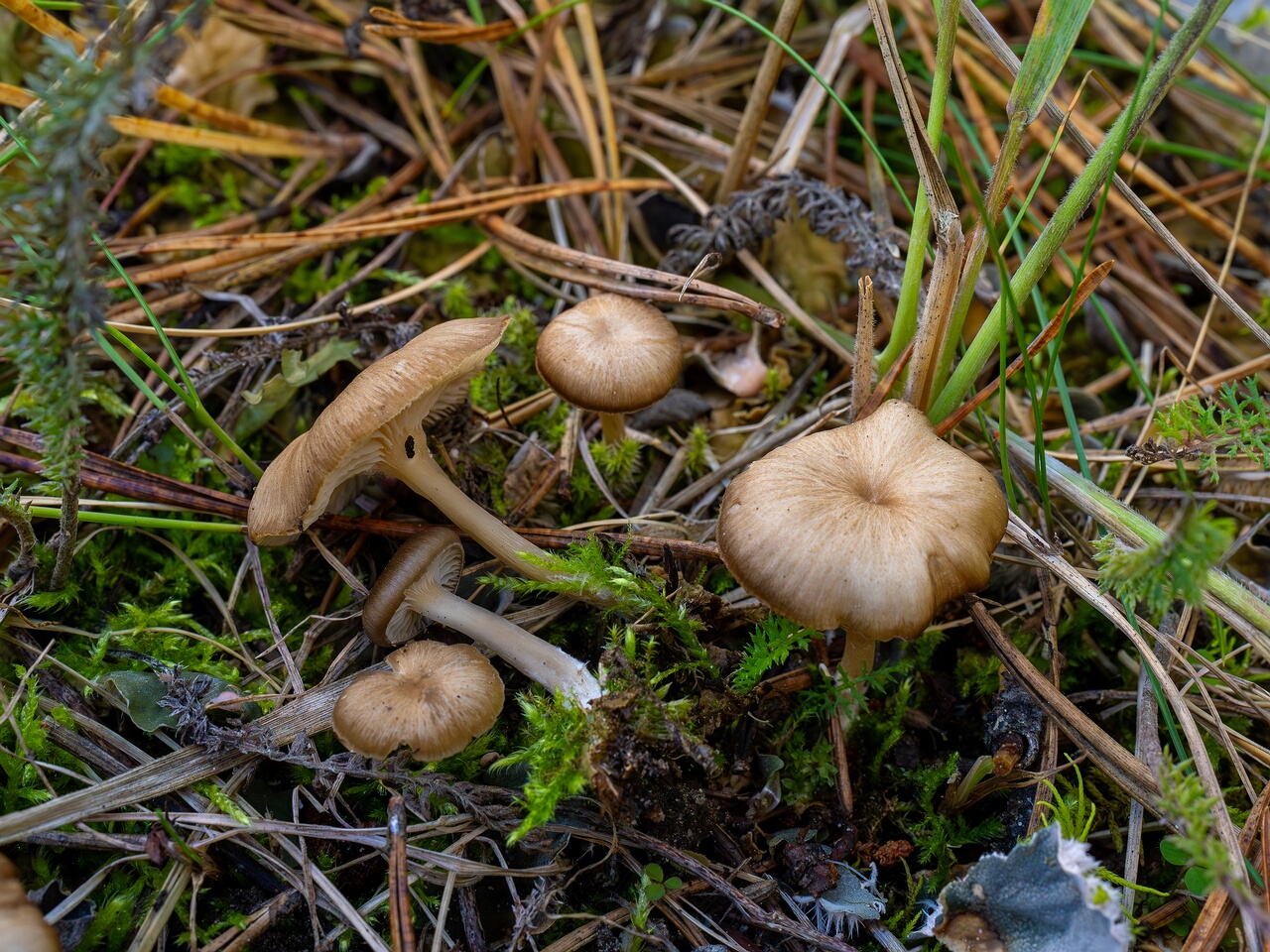 Gamundia striatula _2026-09-22_1-6