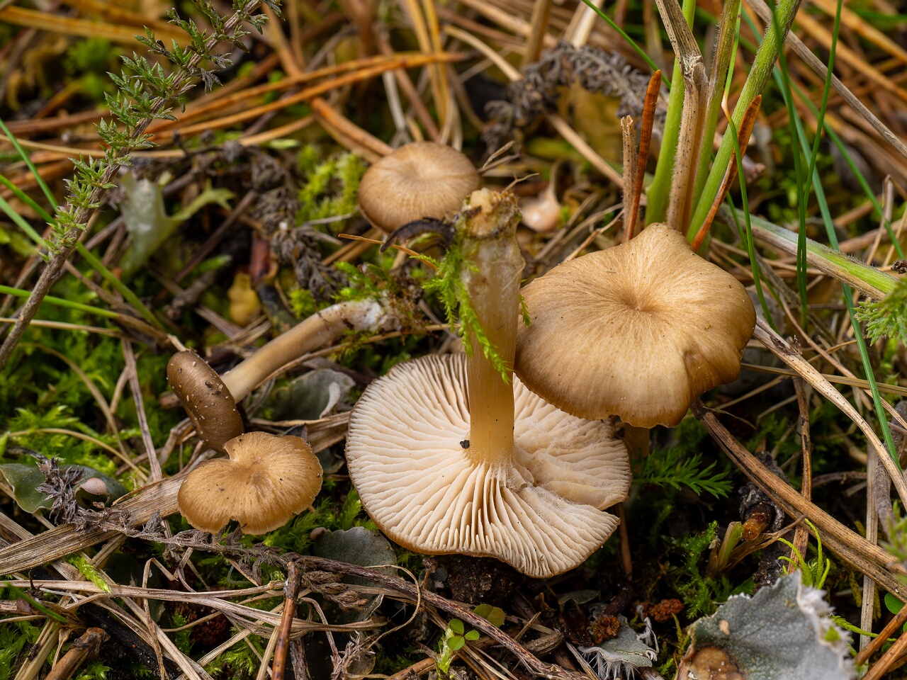 Gamundia striatula _2026-09-22_1-7