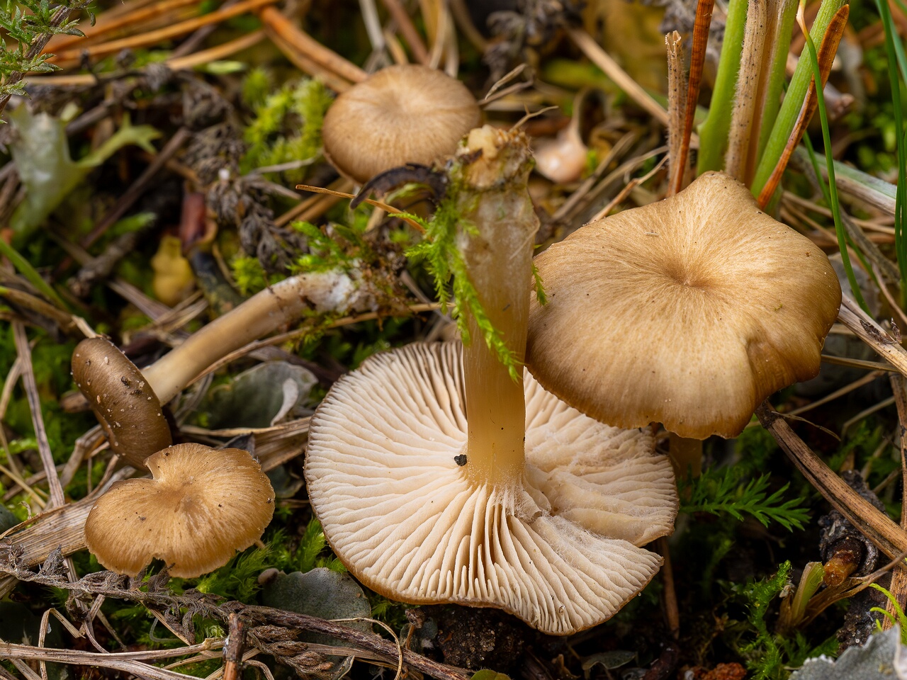 Gamundia striatula _2026-09-22_1-8