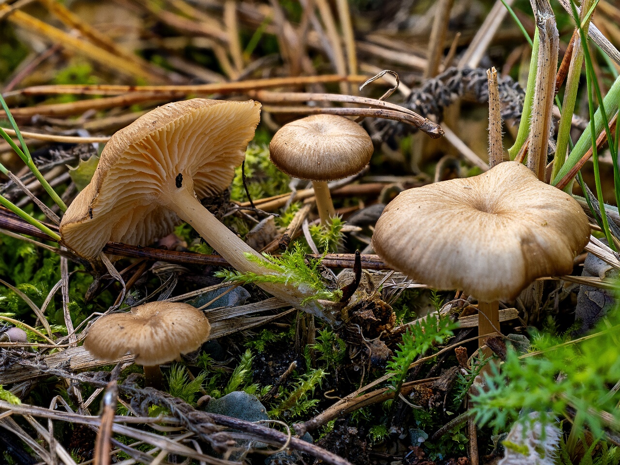 Gamundia striatula _2026-09-22_2-1