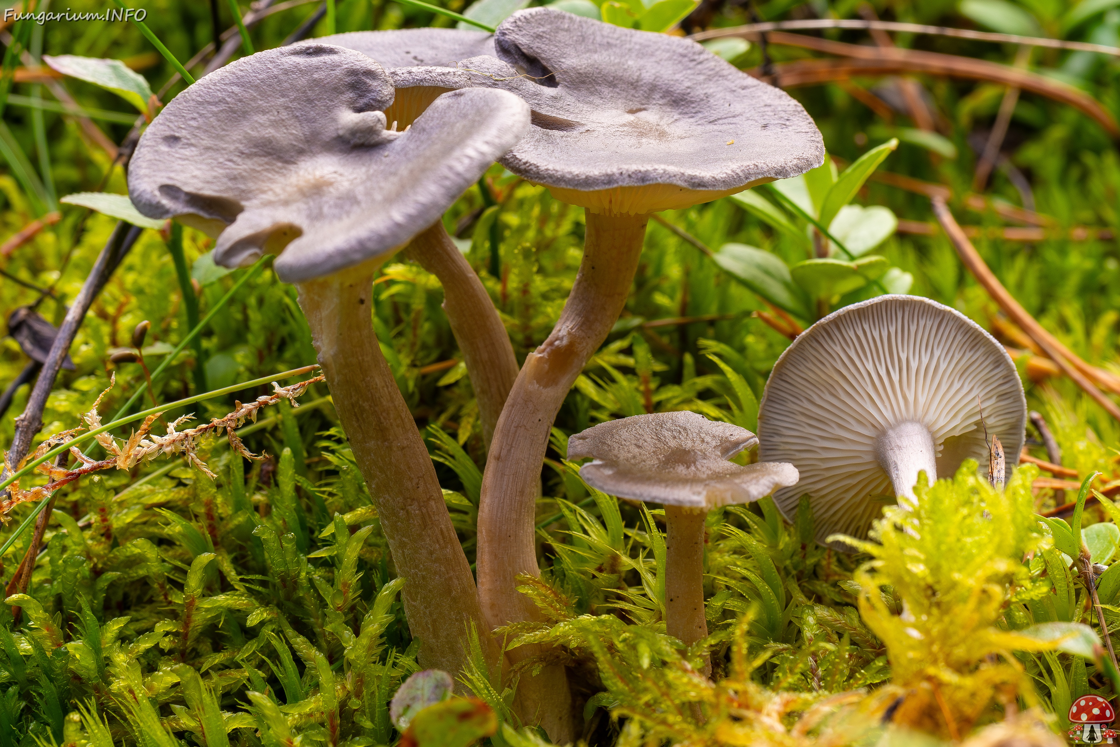 !Cantharellula umbonata _2025-09-21_1-4 