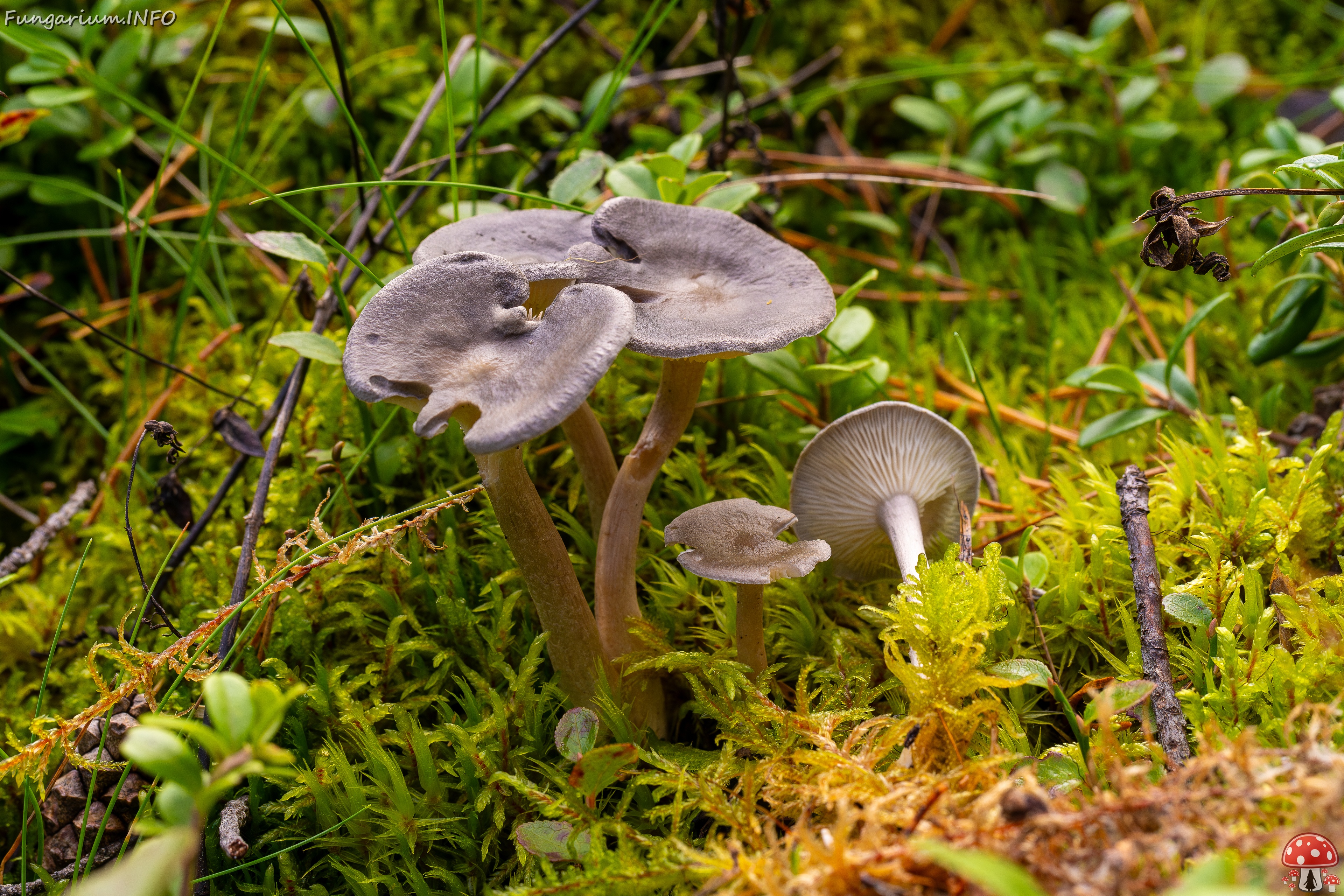 Cantharellula umbonata _2025-09-21_1-1 