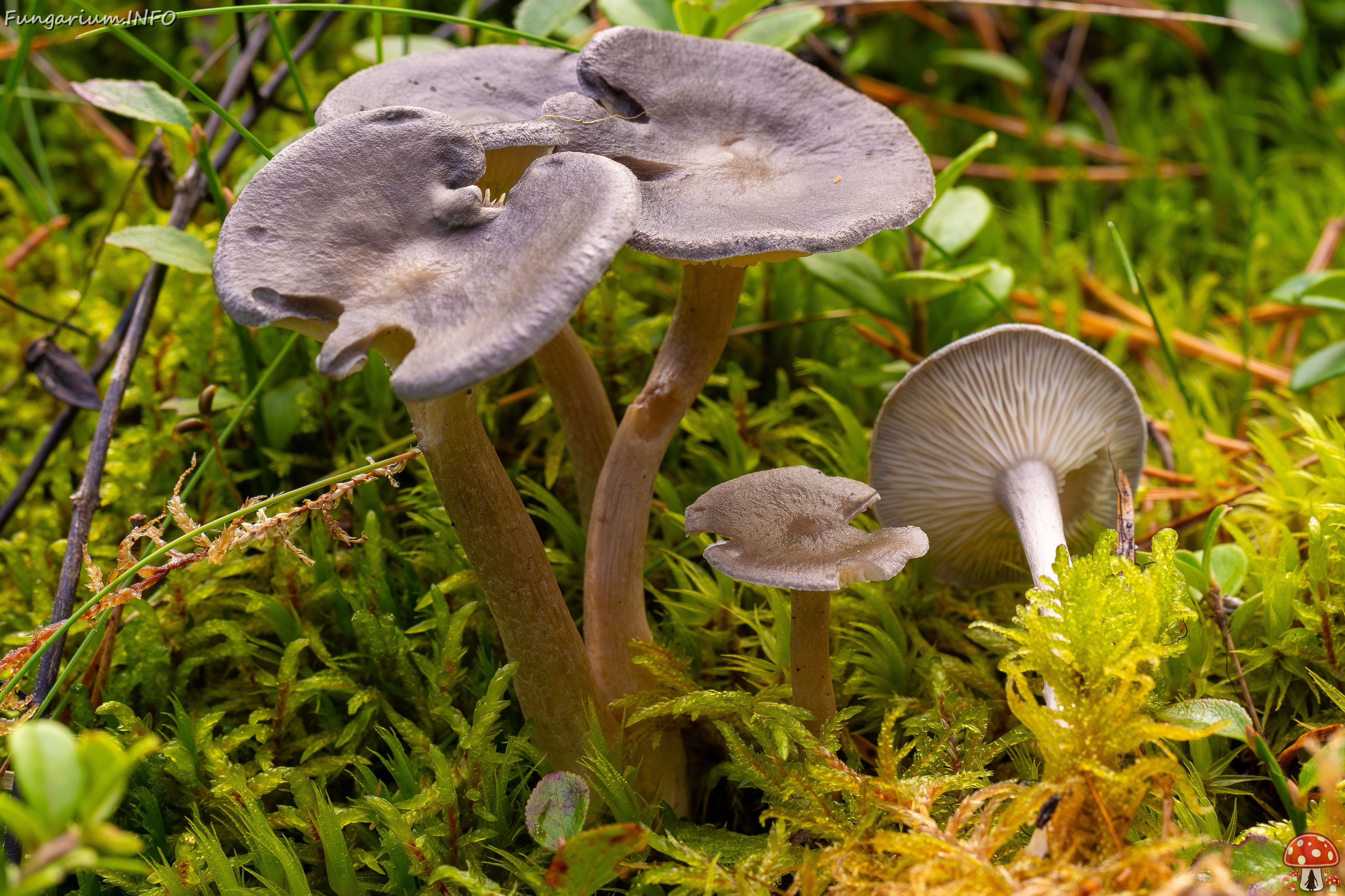 Cantharellula umbonata _2025-09-21_1-2 