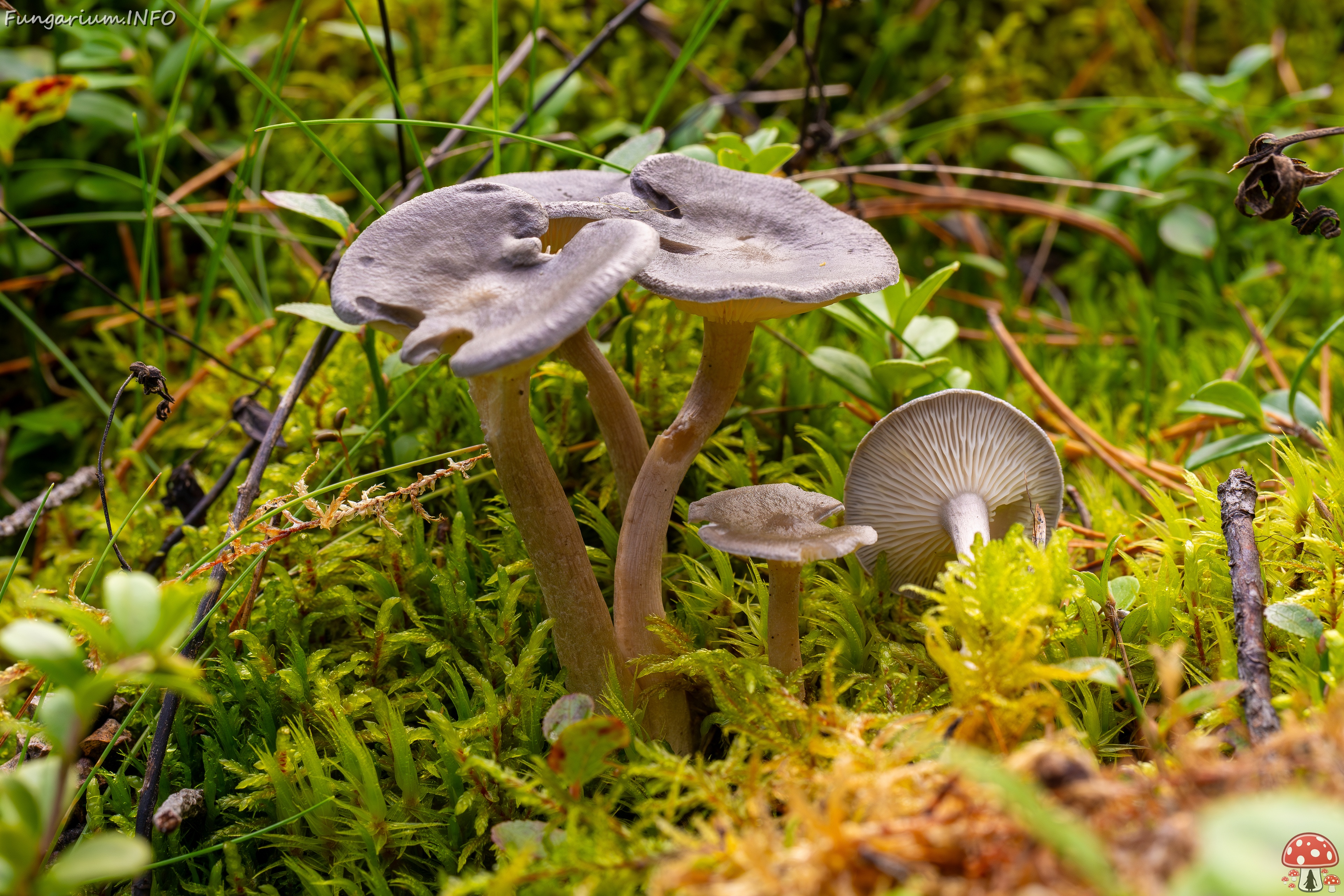 Cantharellula umbonata _2025-09-21_1-3 