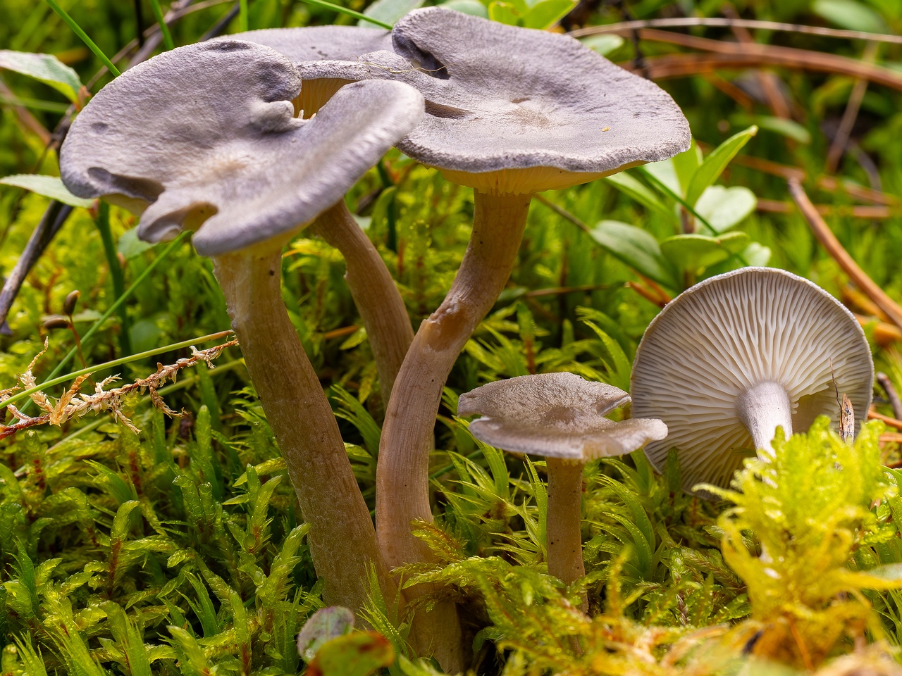 !Cantharellula umbonata _2025-09-21_1-4