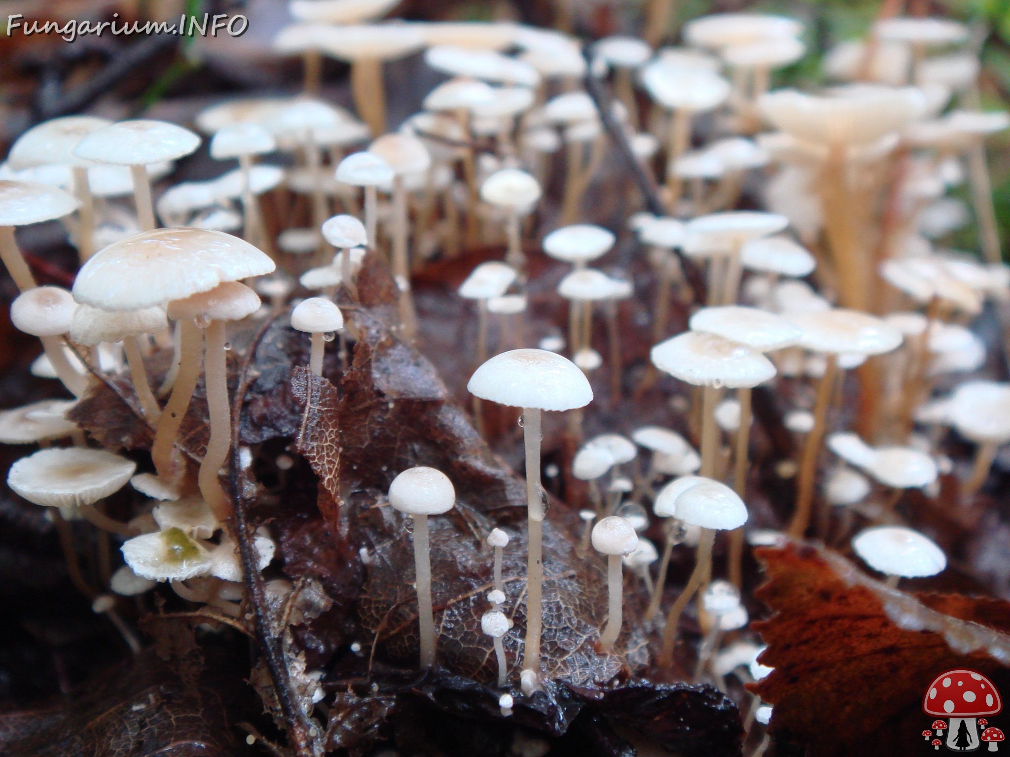 fungi-0004543 