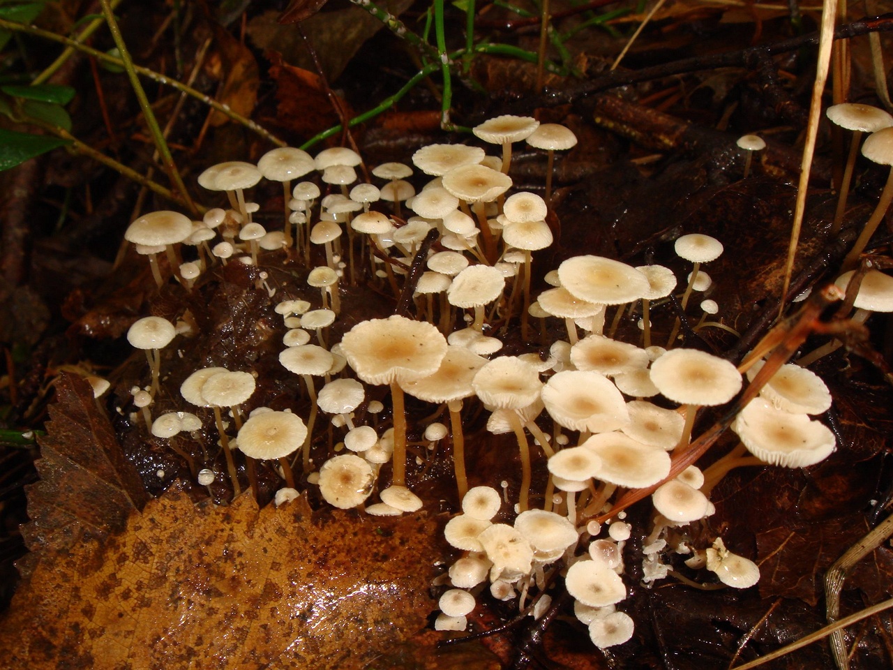 fungi-0004541