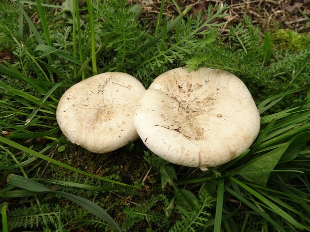 Лейкопаксиллус белейший - Leucopaxillus albissimus