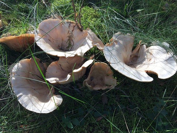 Лейкопаксиллус гигантский - Leucopaxillus giganteus