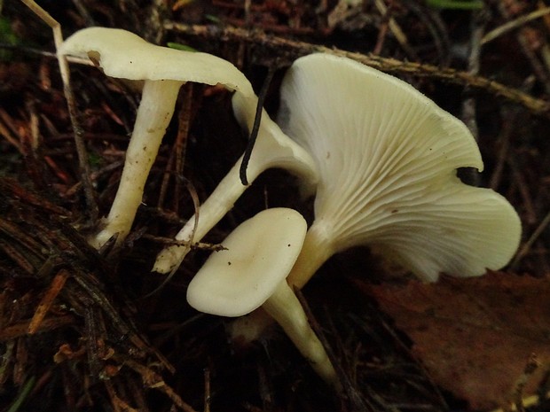 Лейкоцибе белёсая - Leucocybe candicans