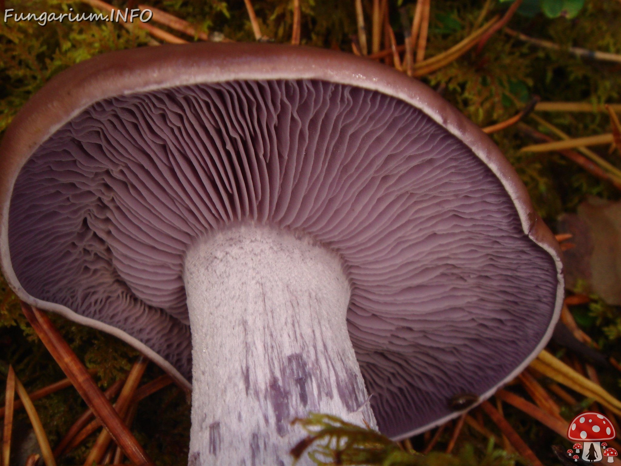 fungi-0003692 