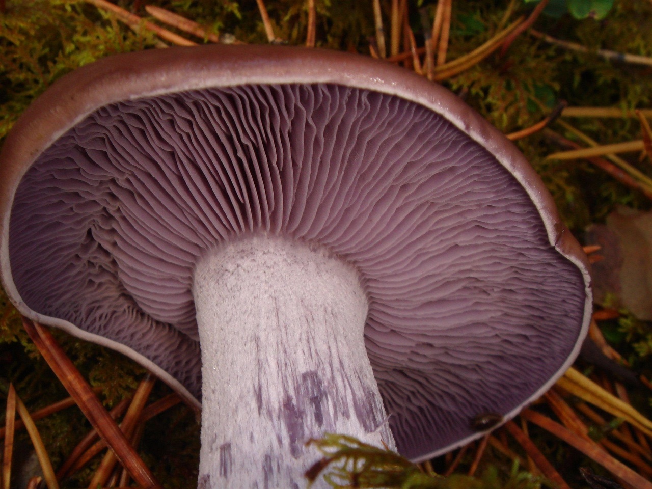 fungi-0003692