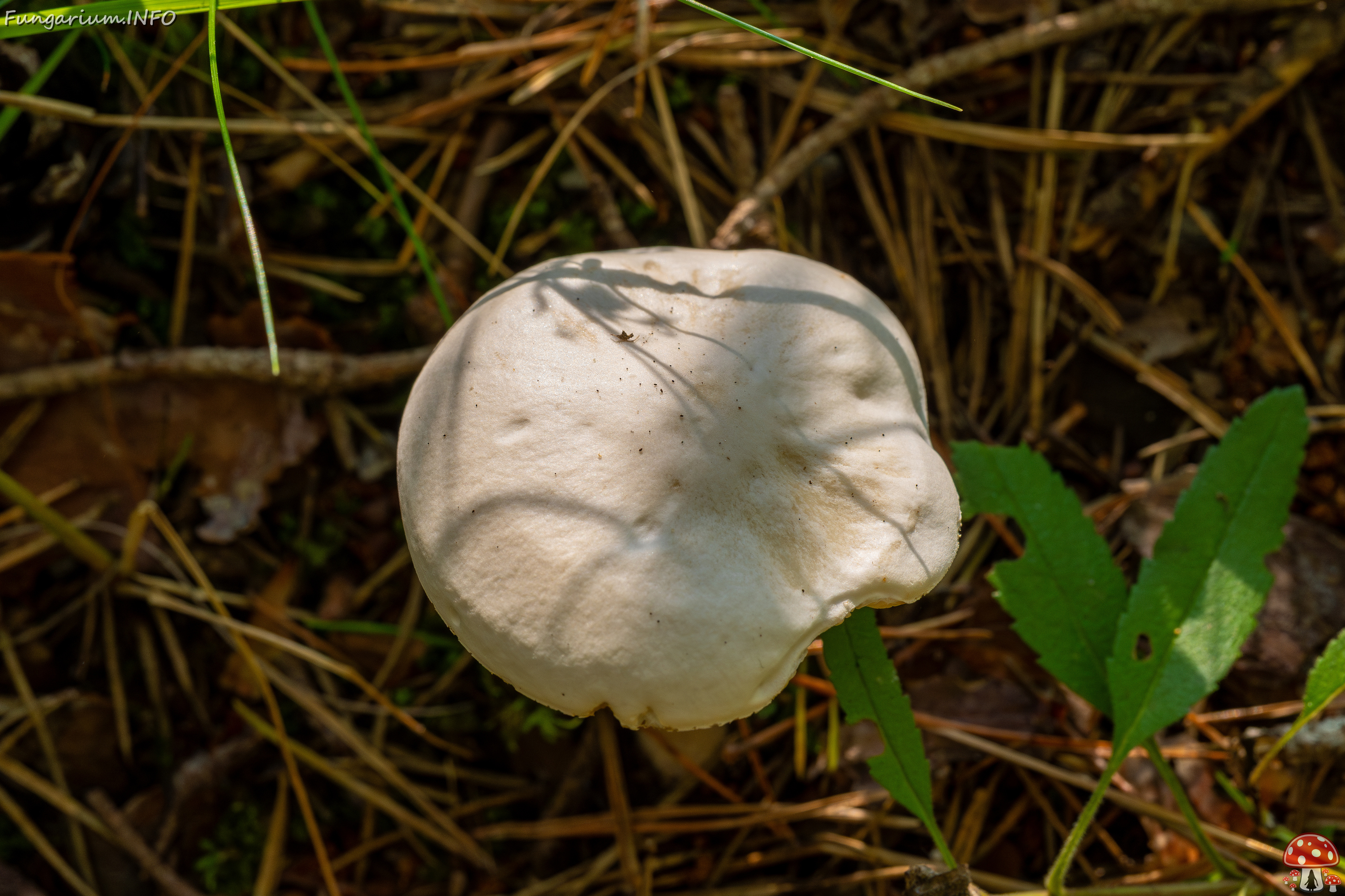 melanoleuca-strictipes_1-6 