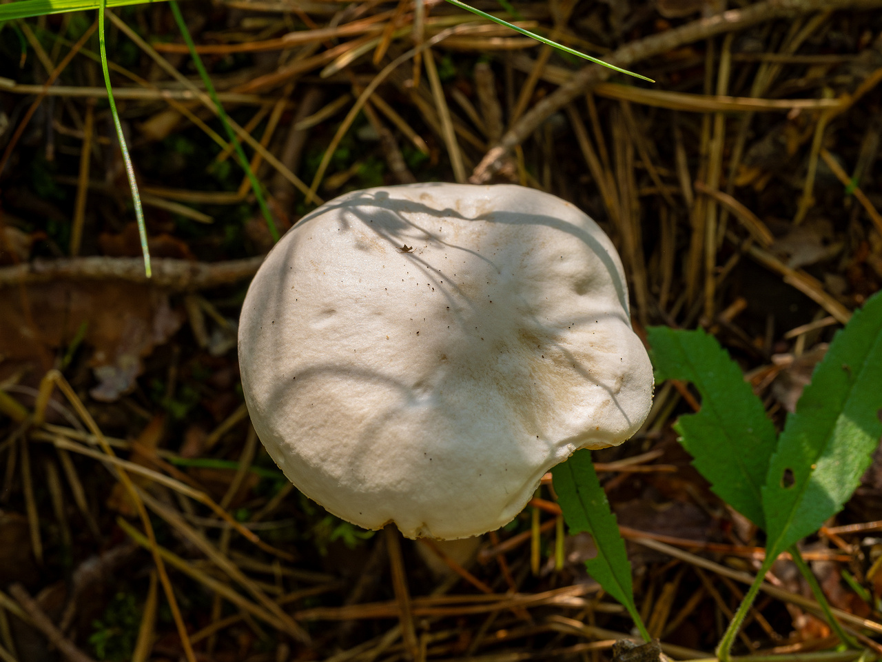 melanoleuca-strictipes_1-6