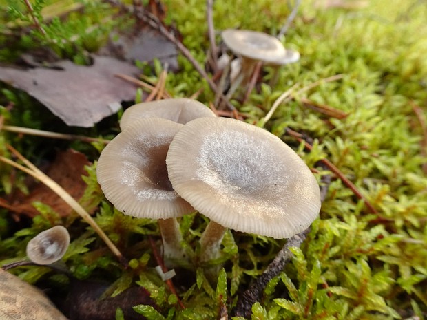 Псевдоговорушка бокаловидная - Pseudoclitocybe cyathiformis