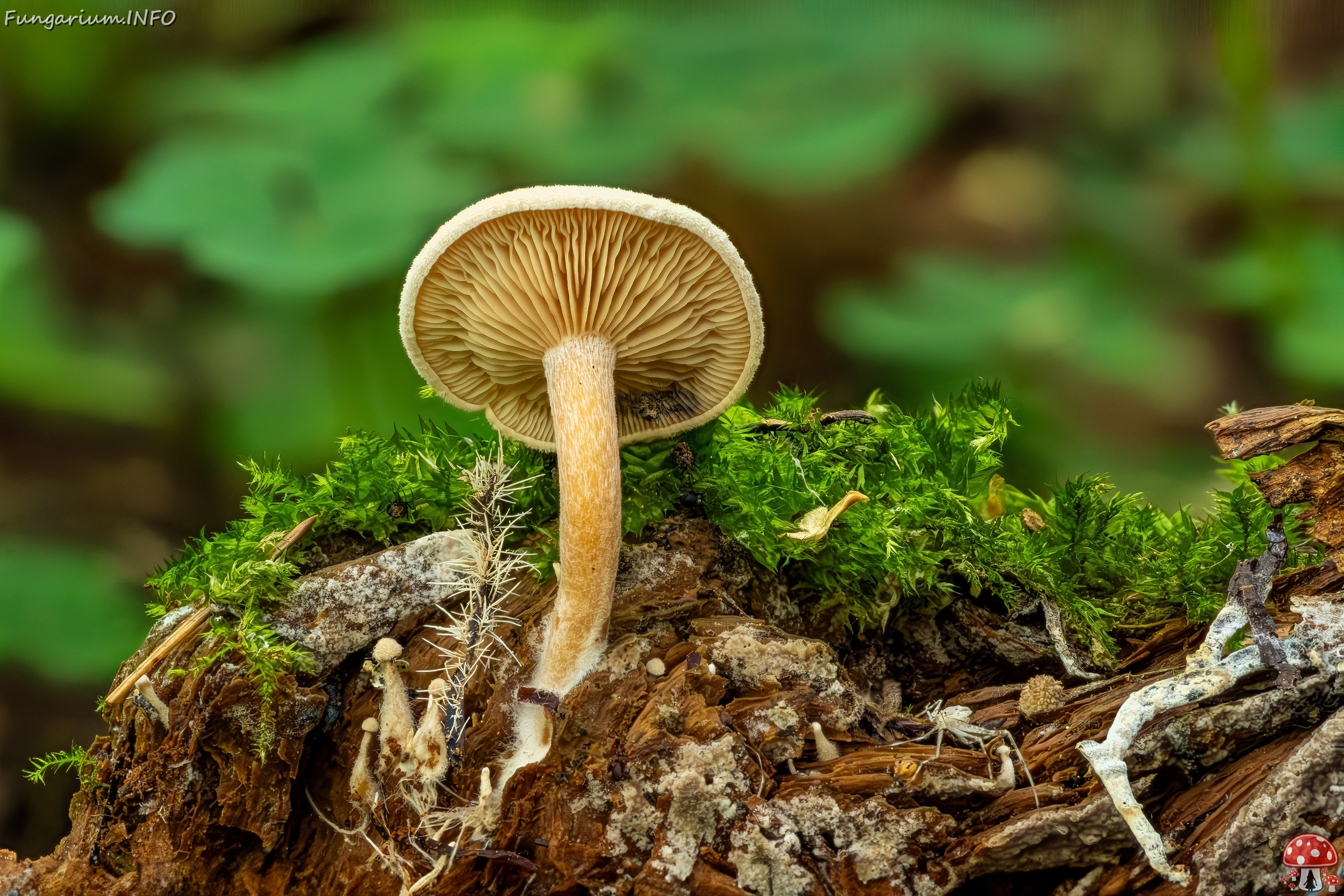 ripartites-tricholoma_2023-08-13_1 