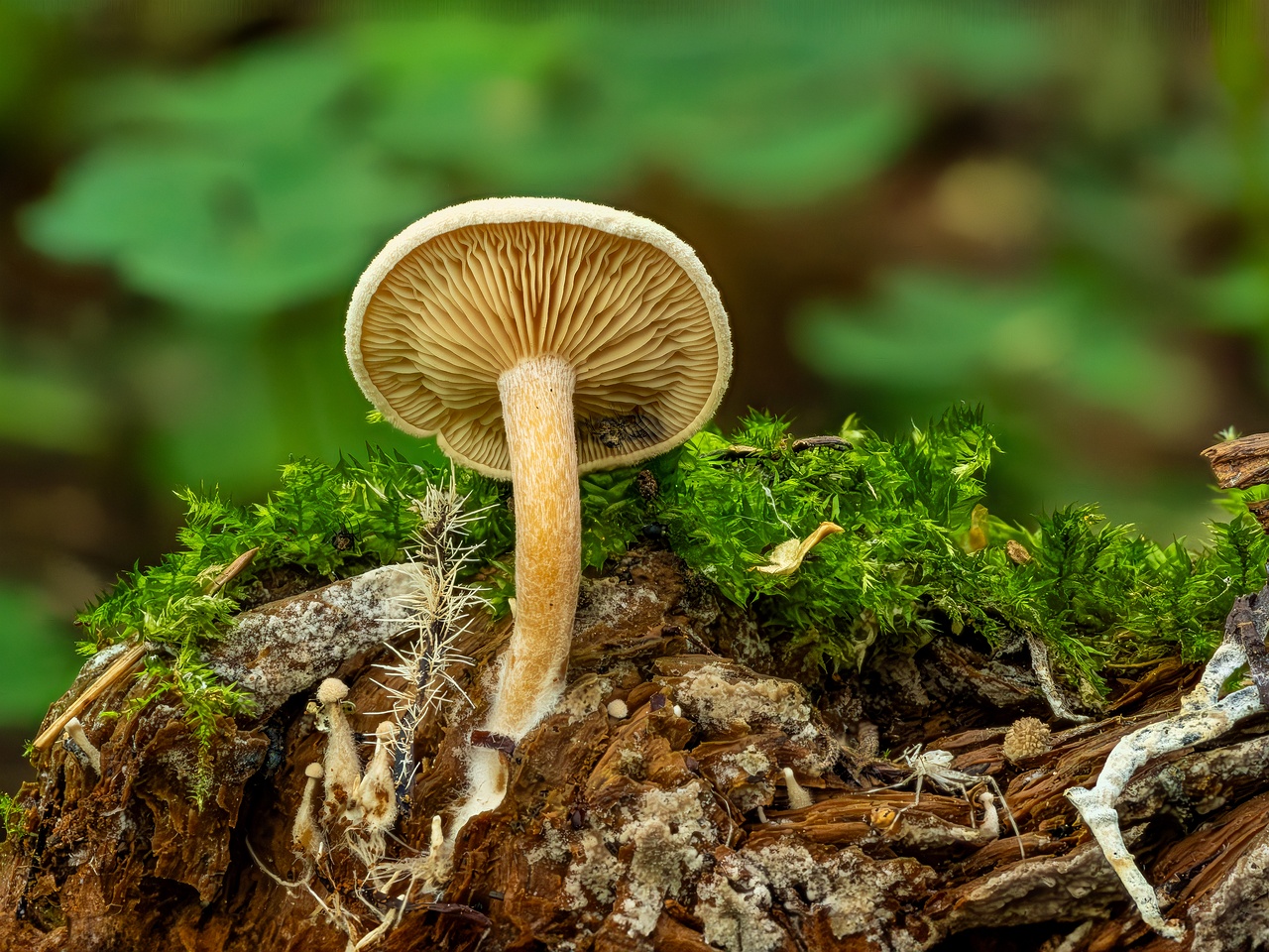 ripartites-tricholoma_2023-08-13_1