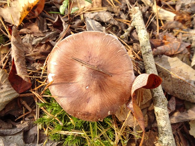 Рядовка бело-коричневая - Tricholoma albobrunneum