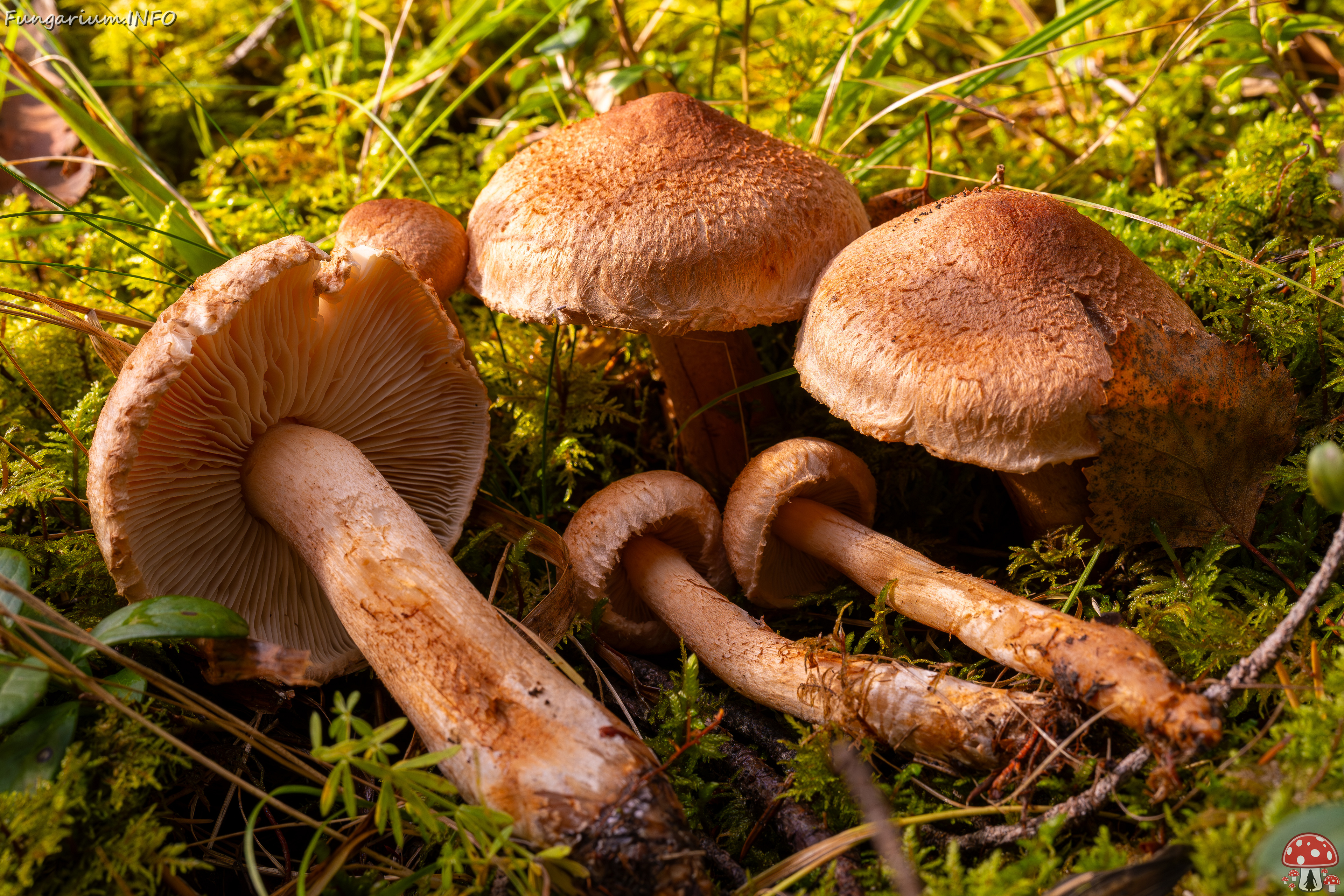 !tricholoma-vaccinum_2024-10-12_1-4 