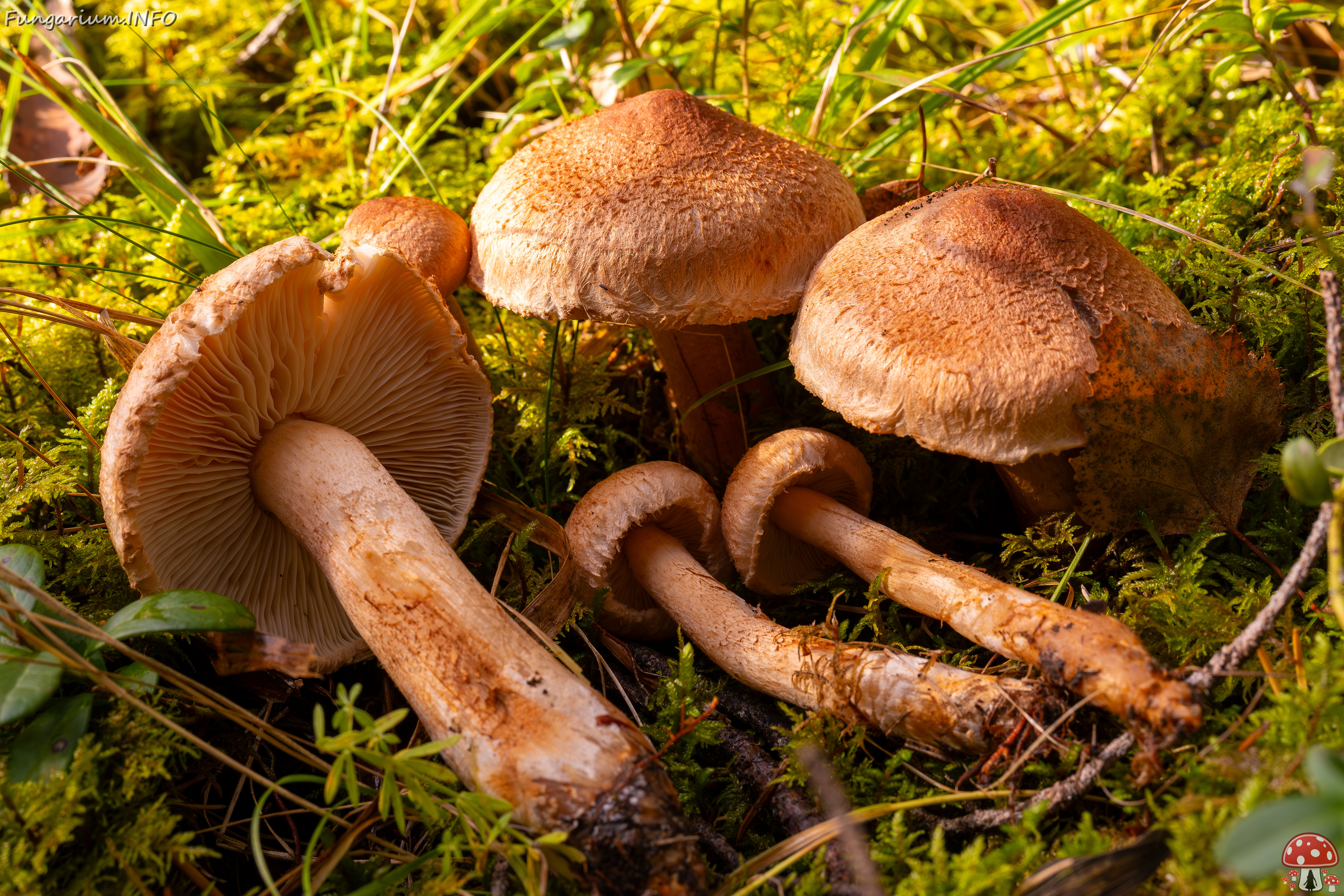 tricholoma-vaccinum_2024-10-12_1-1 