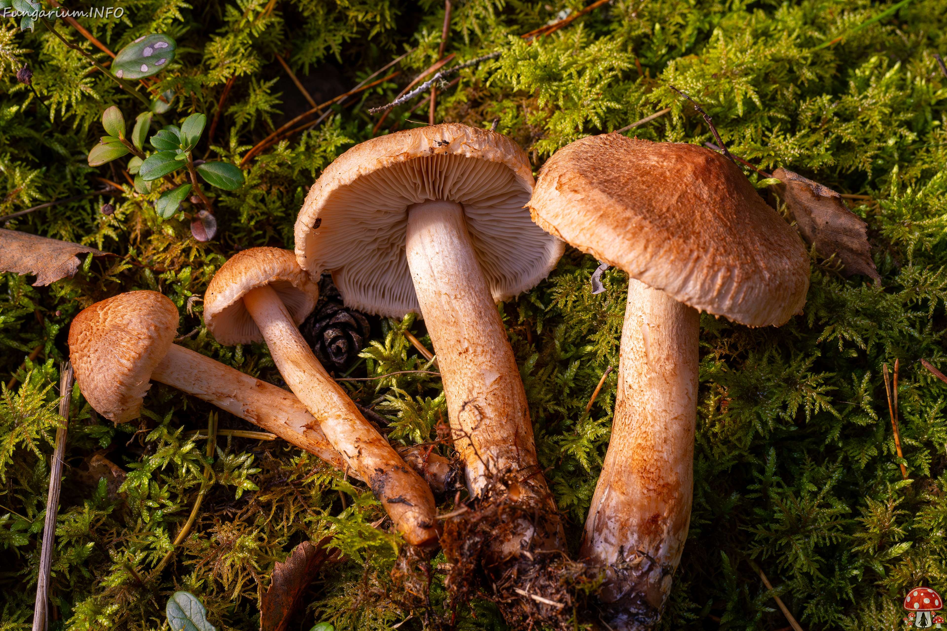 tricholoma-vaccinum_2024-10-12_1-10 