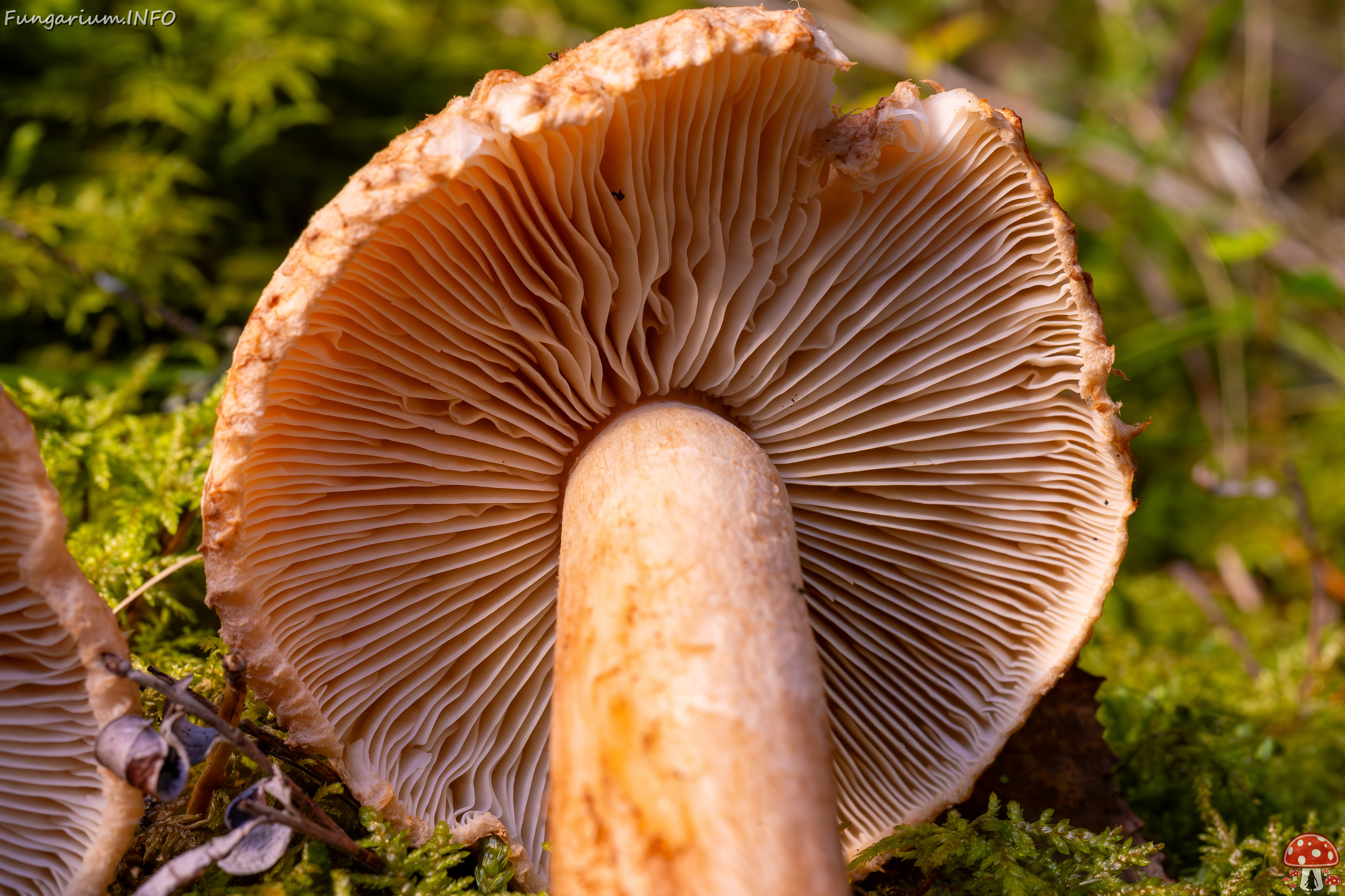 tricholoma-vaccinum_2024-10-12_1-11 