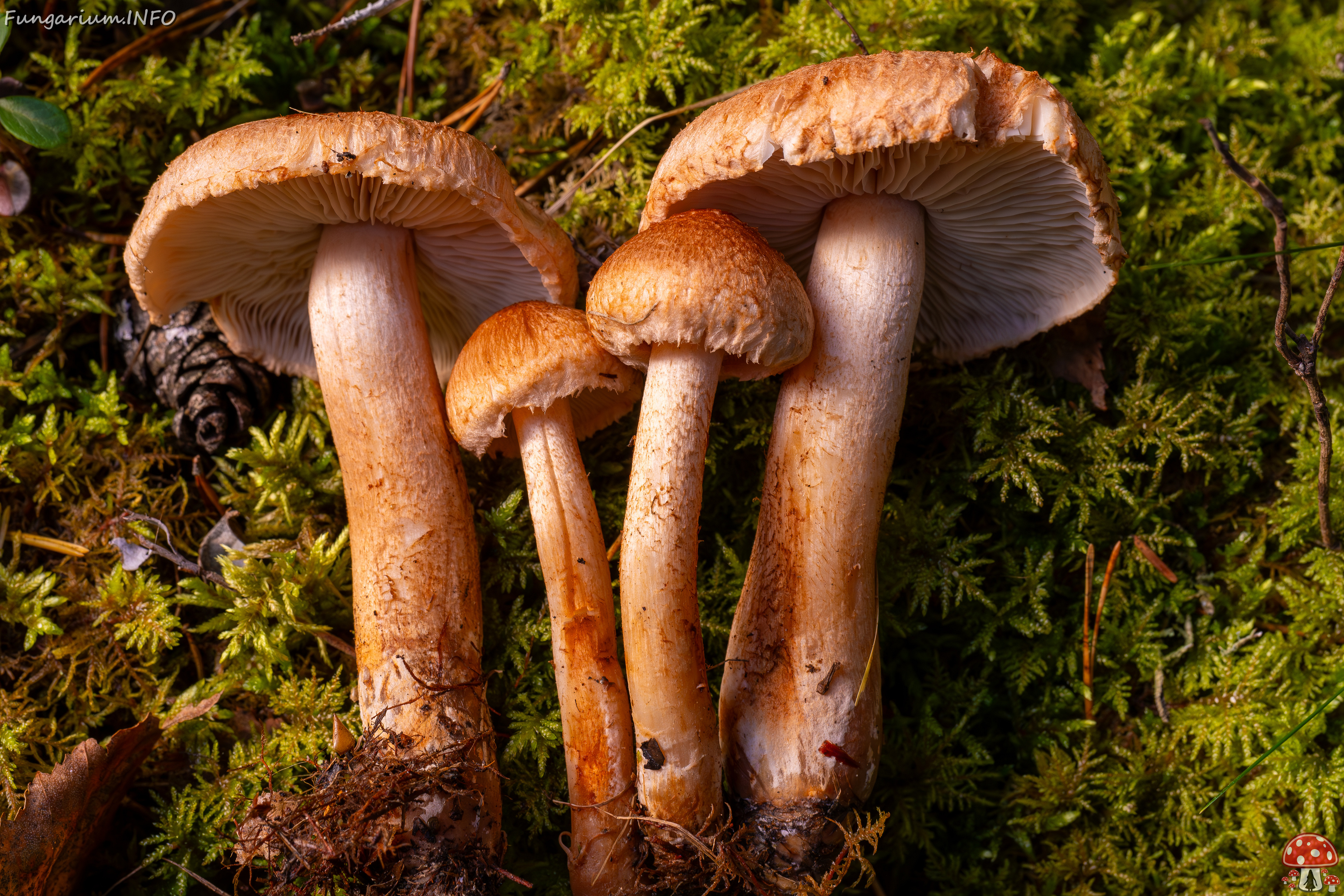 tricholoma-vaccinum_2024-10-12_1-14 