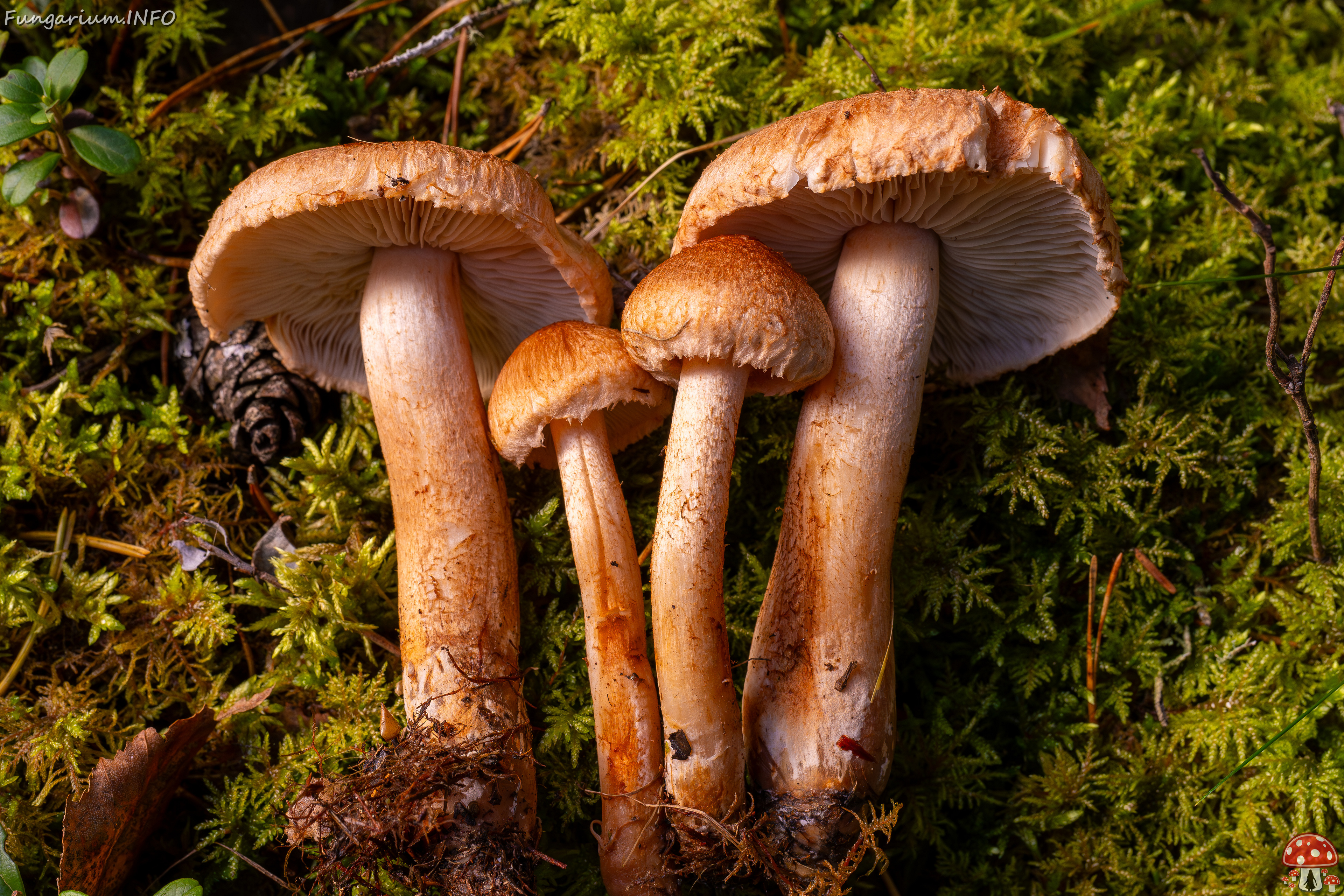 tricholoma-vaccinum_2024-10-12_1-15 