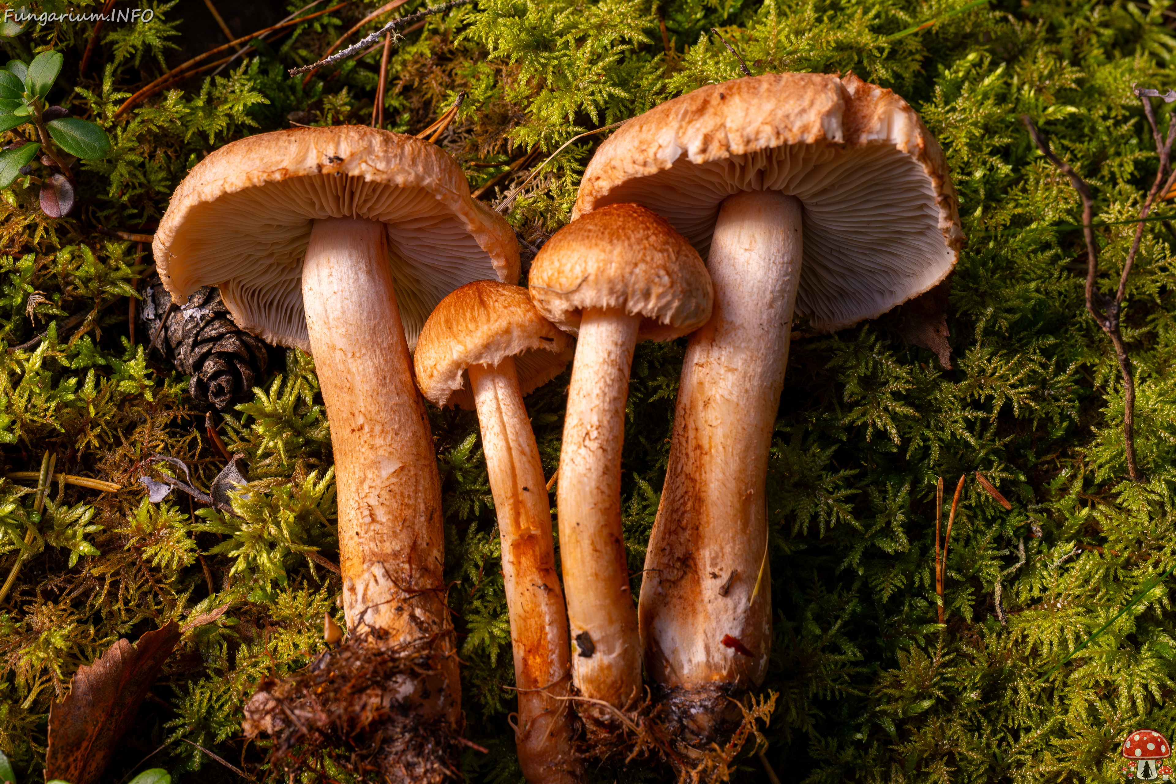 tricholoma-vaccinum_2024-10-12_1-17 