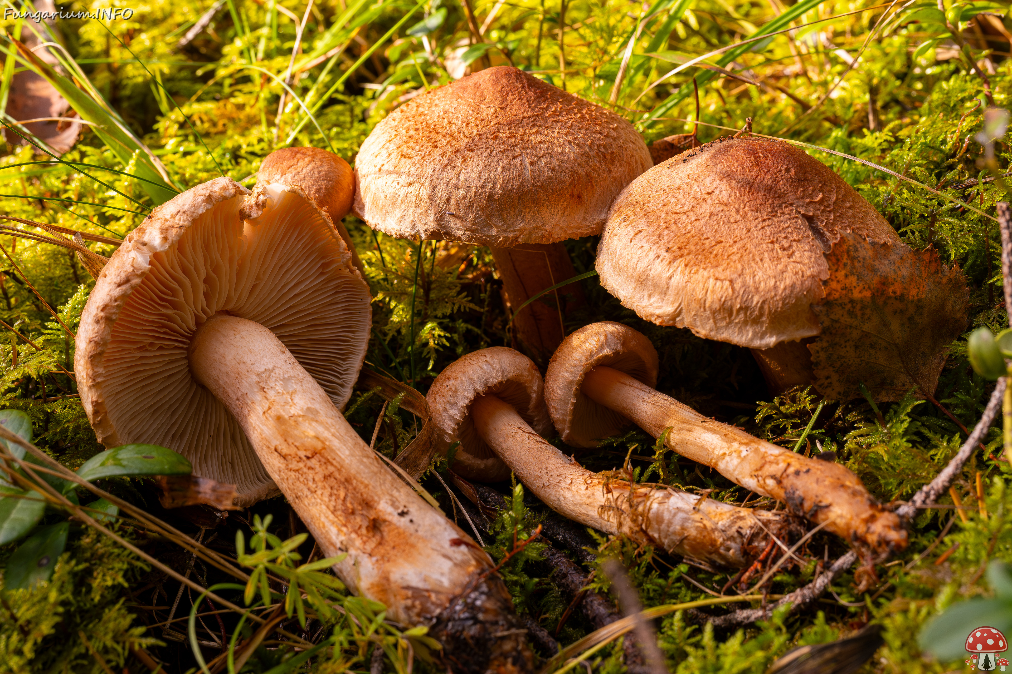 tricholoma-vaccinum_2024-10-12_1-2 