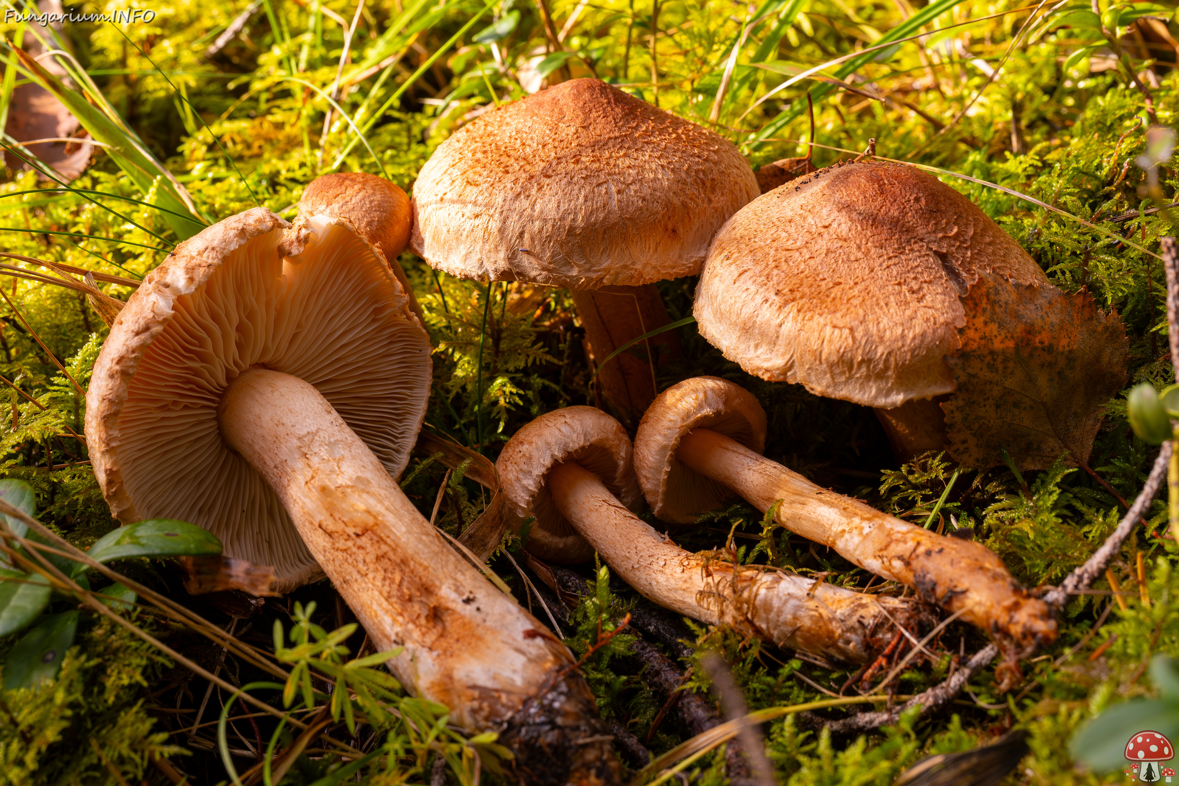 tricholoma-vaccinum_2024-10-12_1-3 