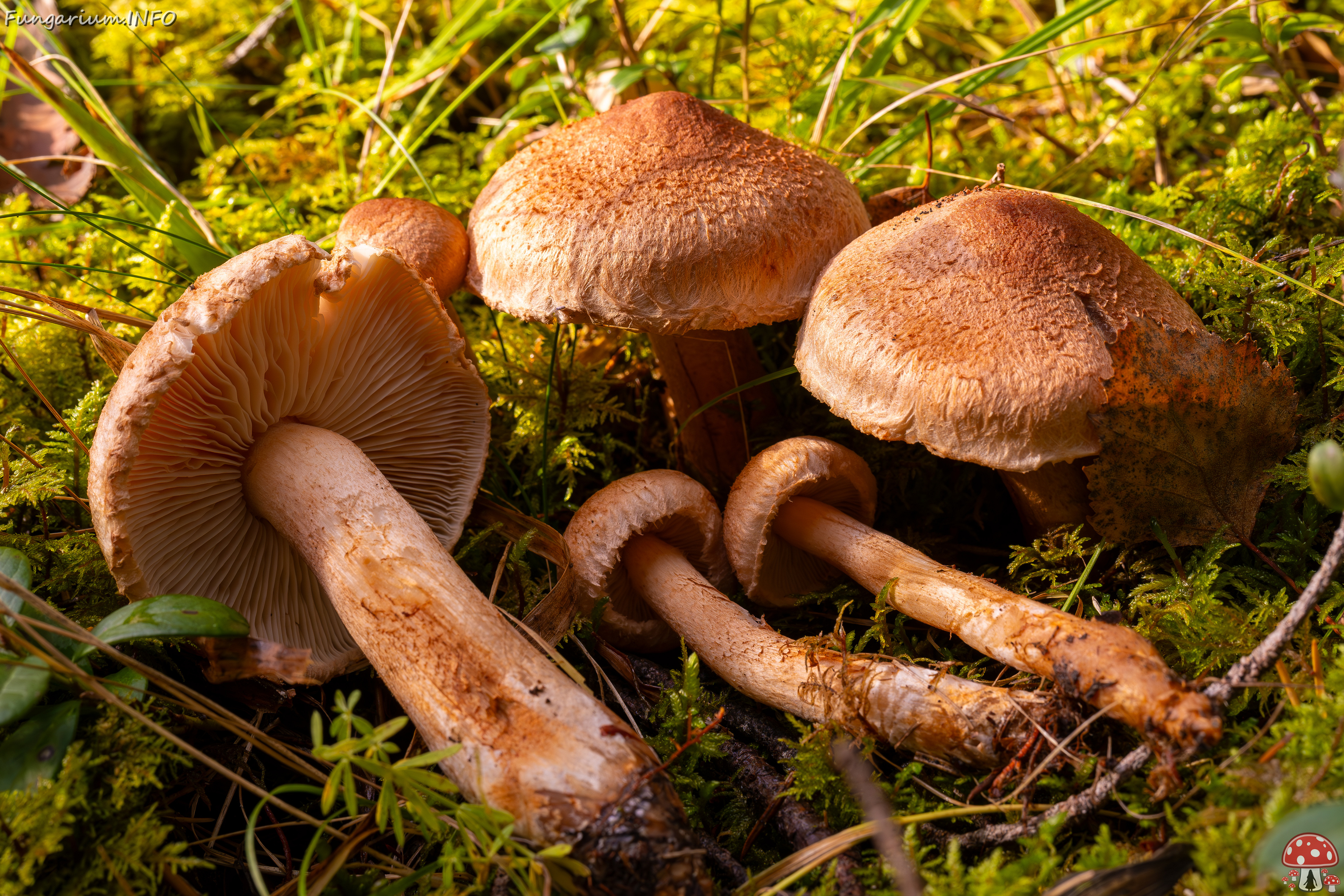 tricholoma-vaccinum_2024-10-12_1-5 